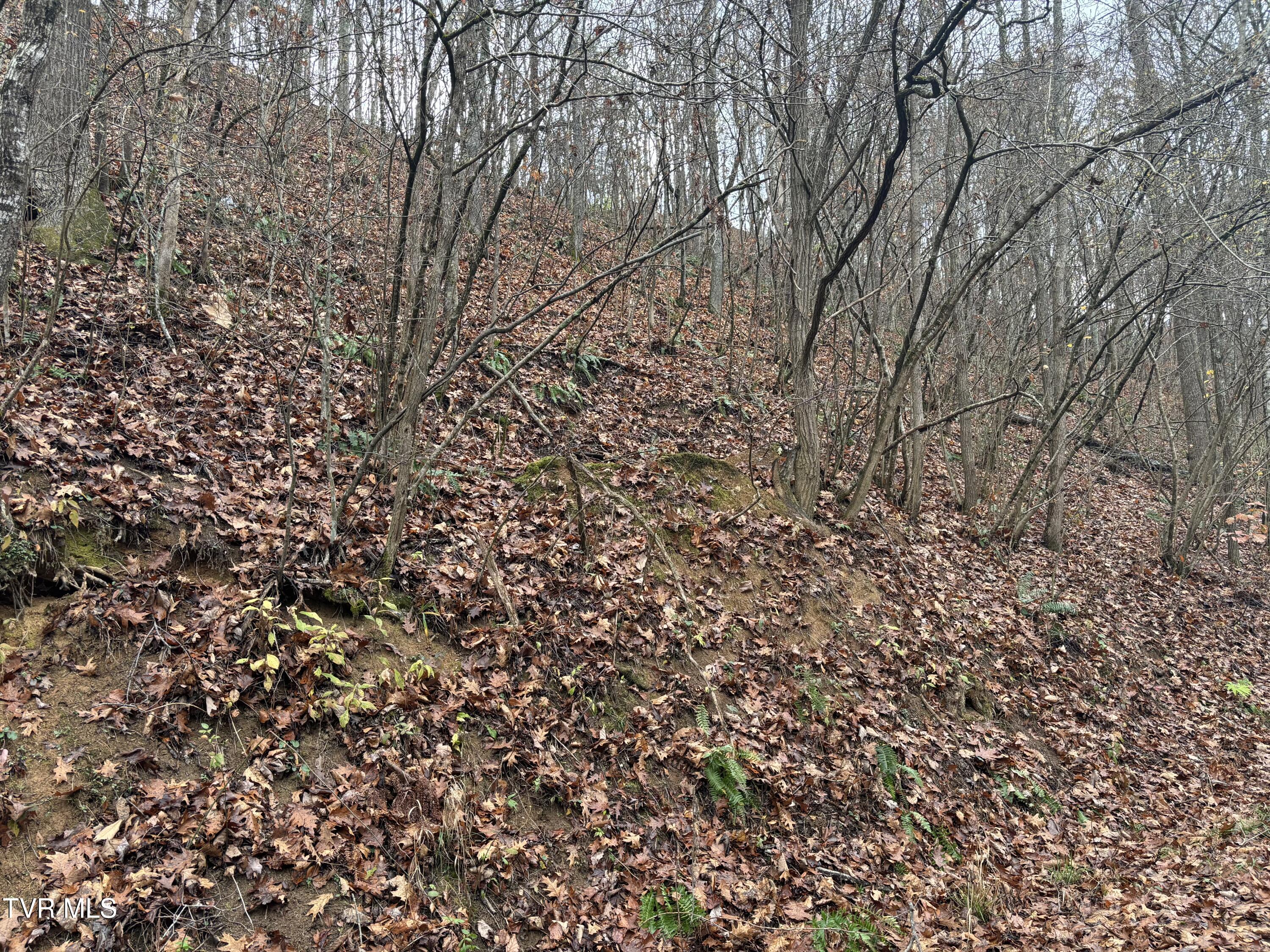 Fox Hollow Lane, Bluff City, Tennessee image 1