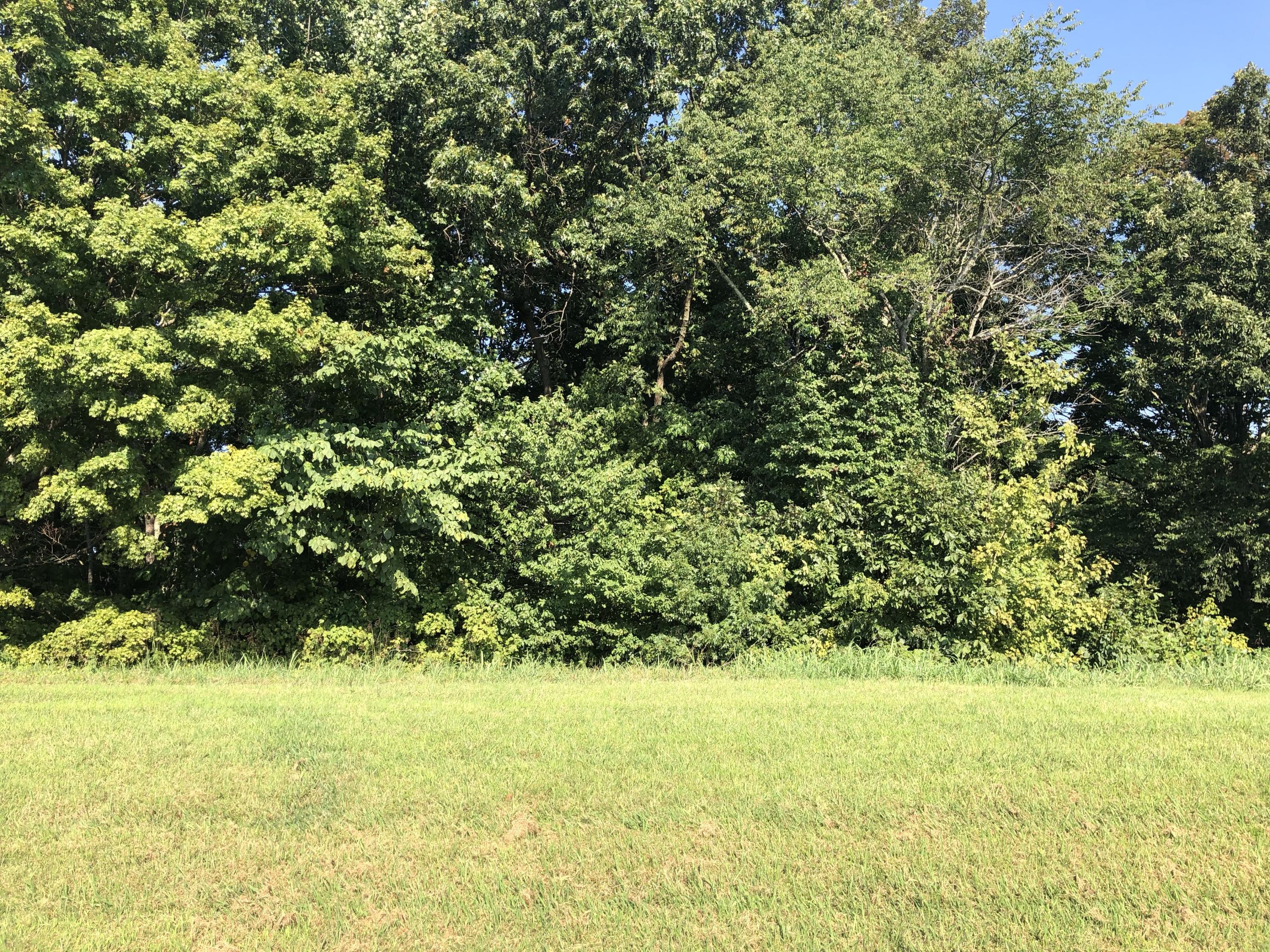 Lot 48 Chimney Top Lane, Chuckey, Tennessee image 2