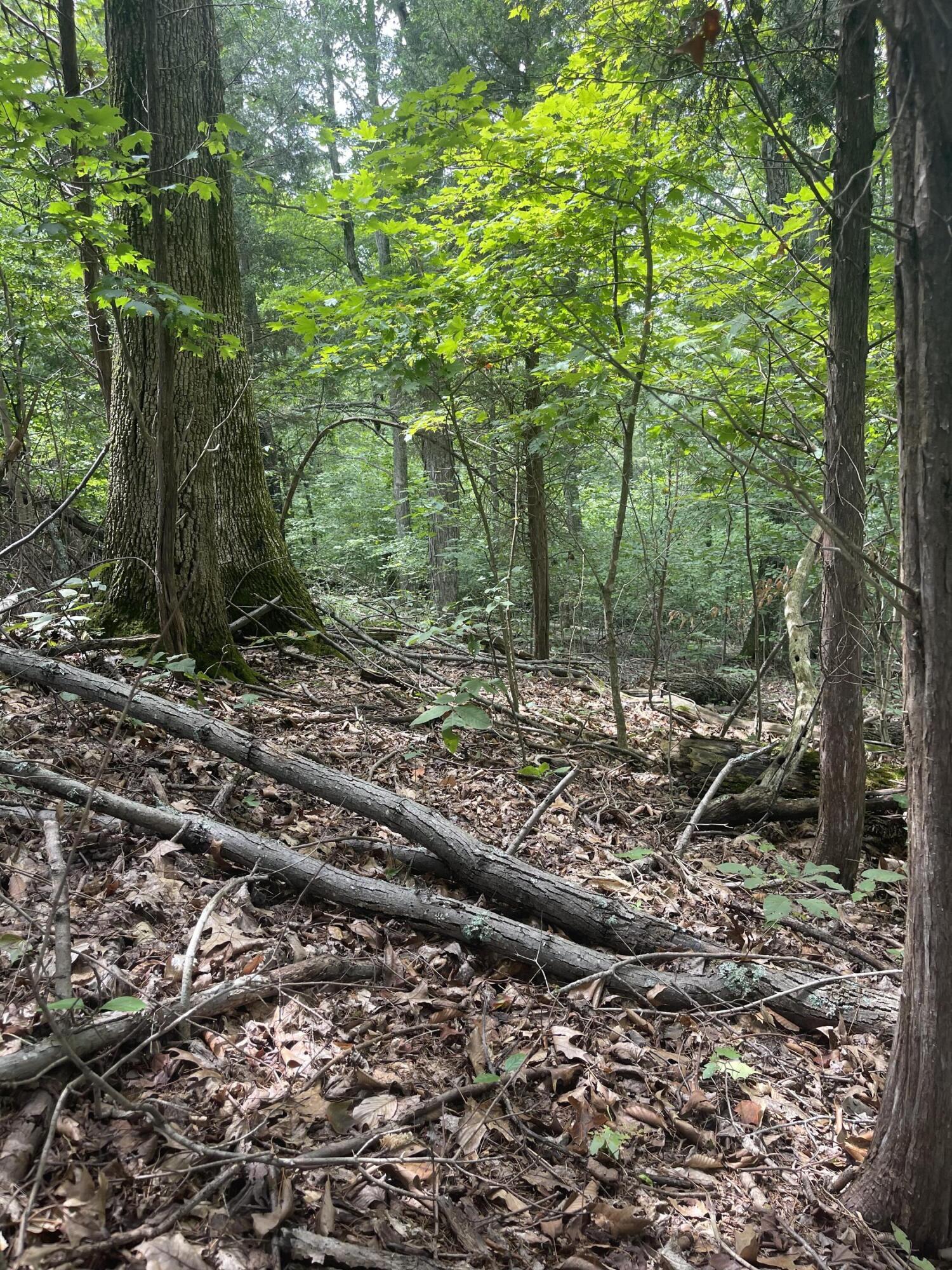 Lot 48 Chimney Top Lane, Chuckey, Tennessee image 15