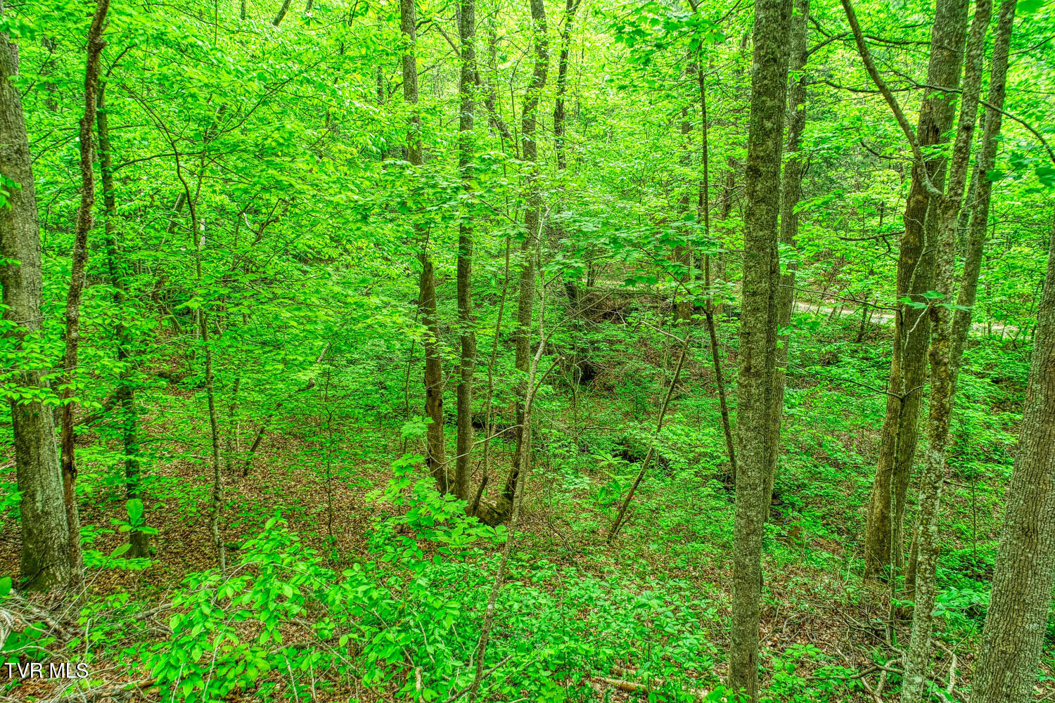 Tbd Seay Hollow Road, Bulls Gap, Tennessee image 15
