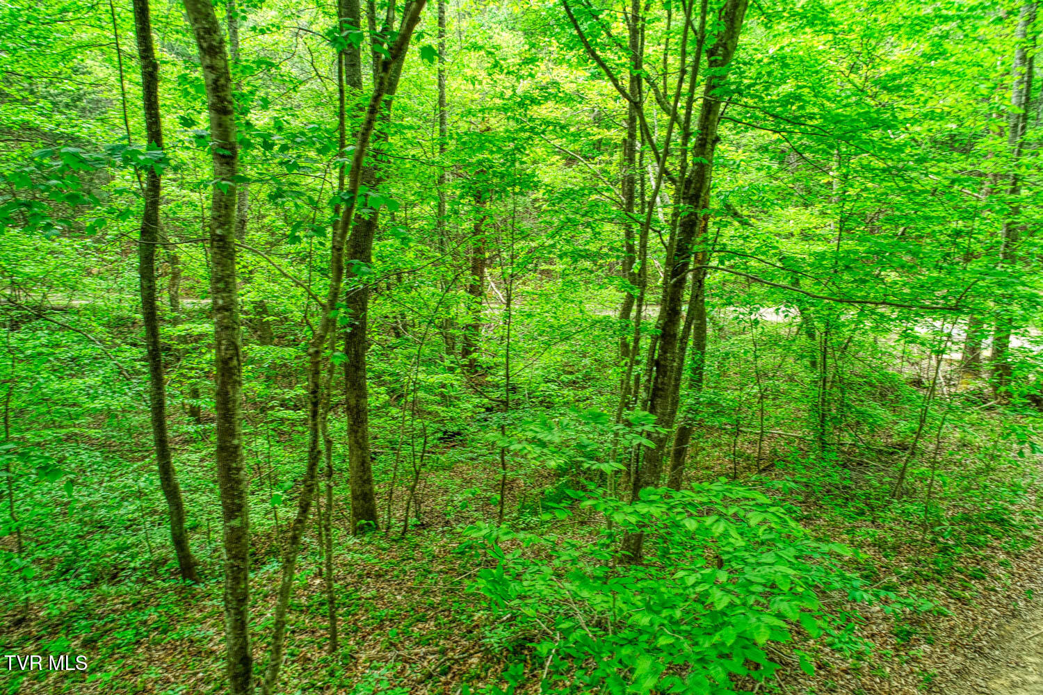 Tbd Seay Hollow Road, Bulls Gap, Tennessee image 14