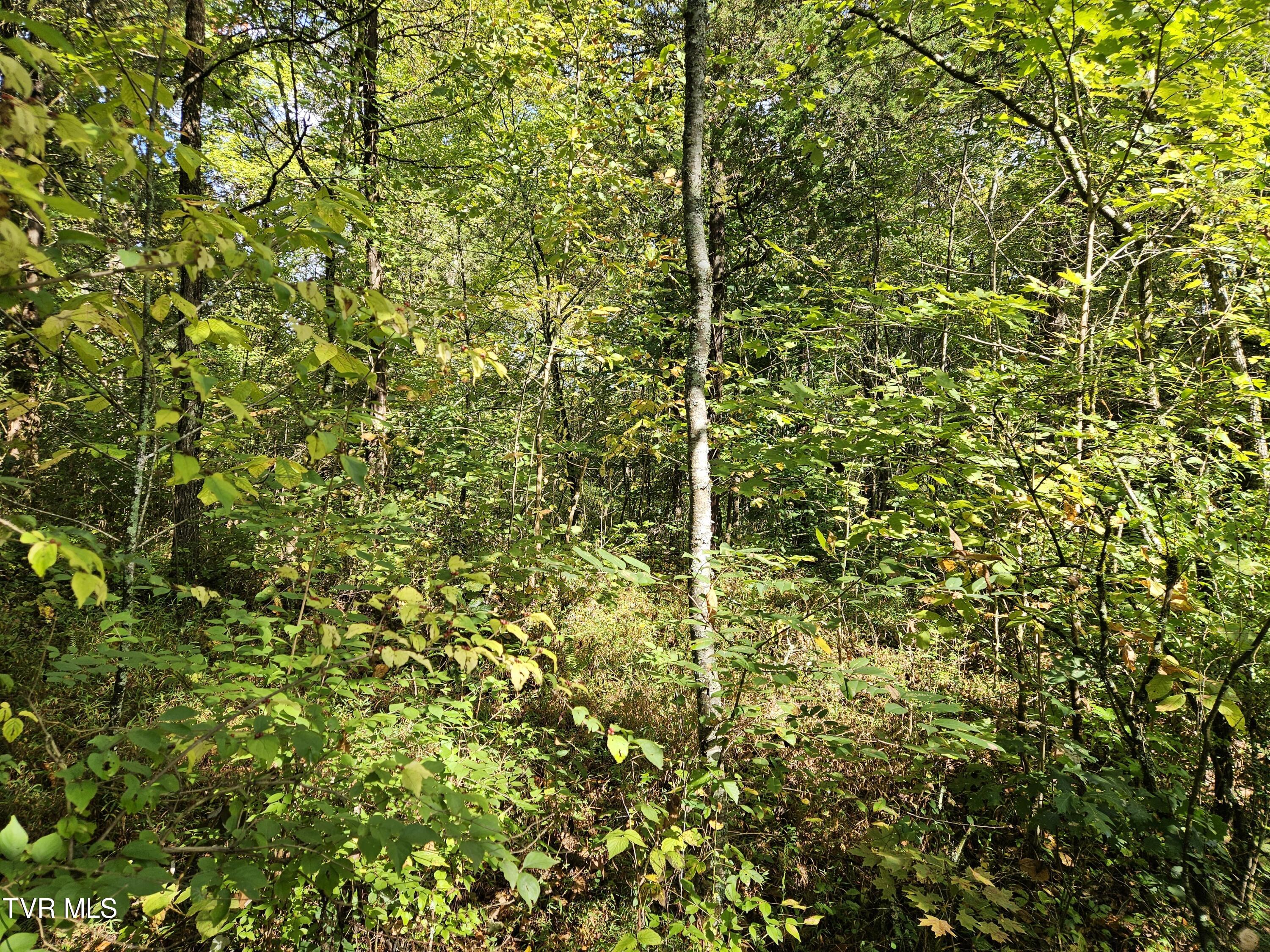 Tbd Highway 70, Rogersville, Tennessee image 5