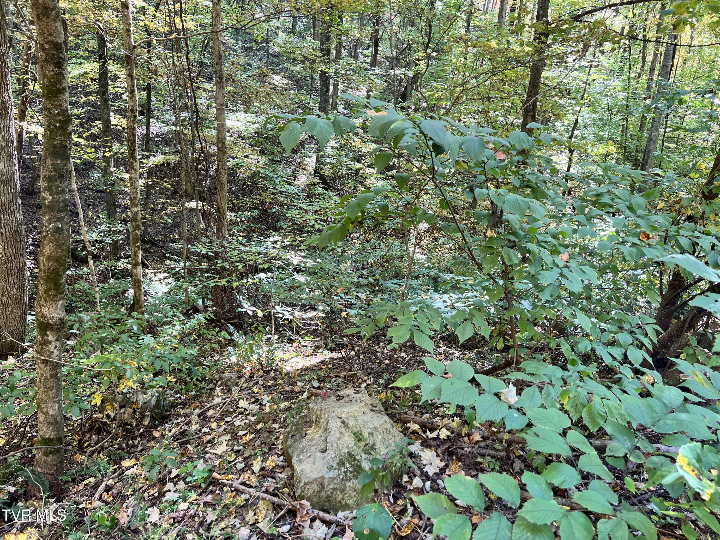 1875 Dyer Hollow Road, Mohawk, Tennessee image 4