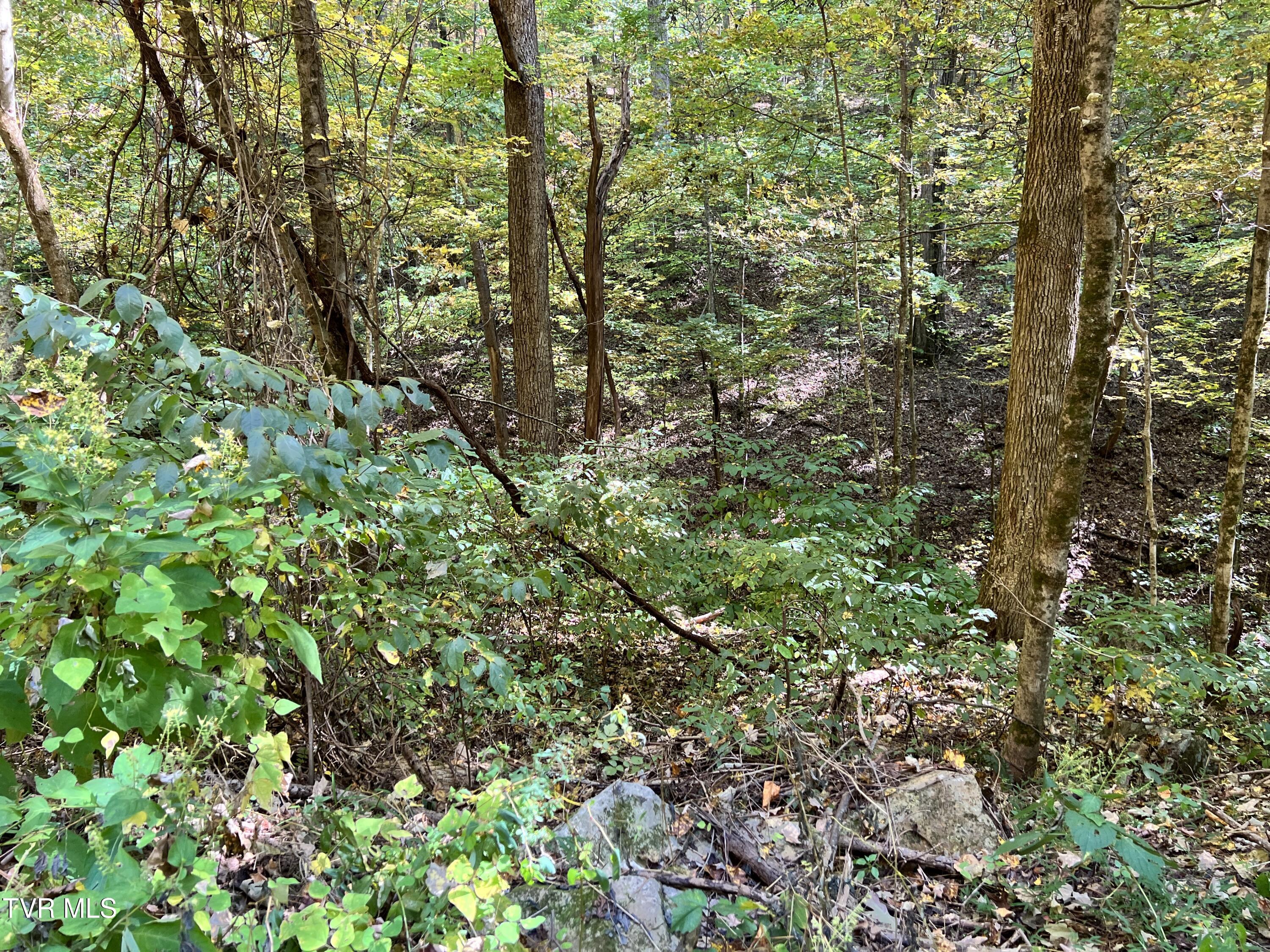1875 Dyer Hollow Road, Mohawk, Tennessee image 3