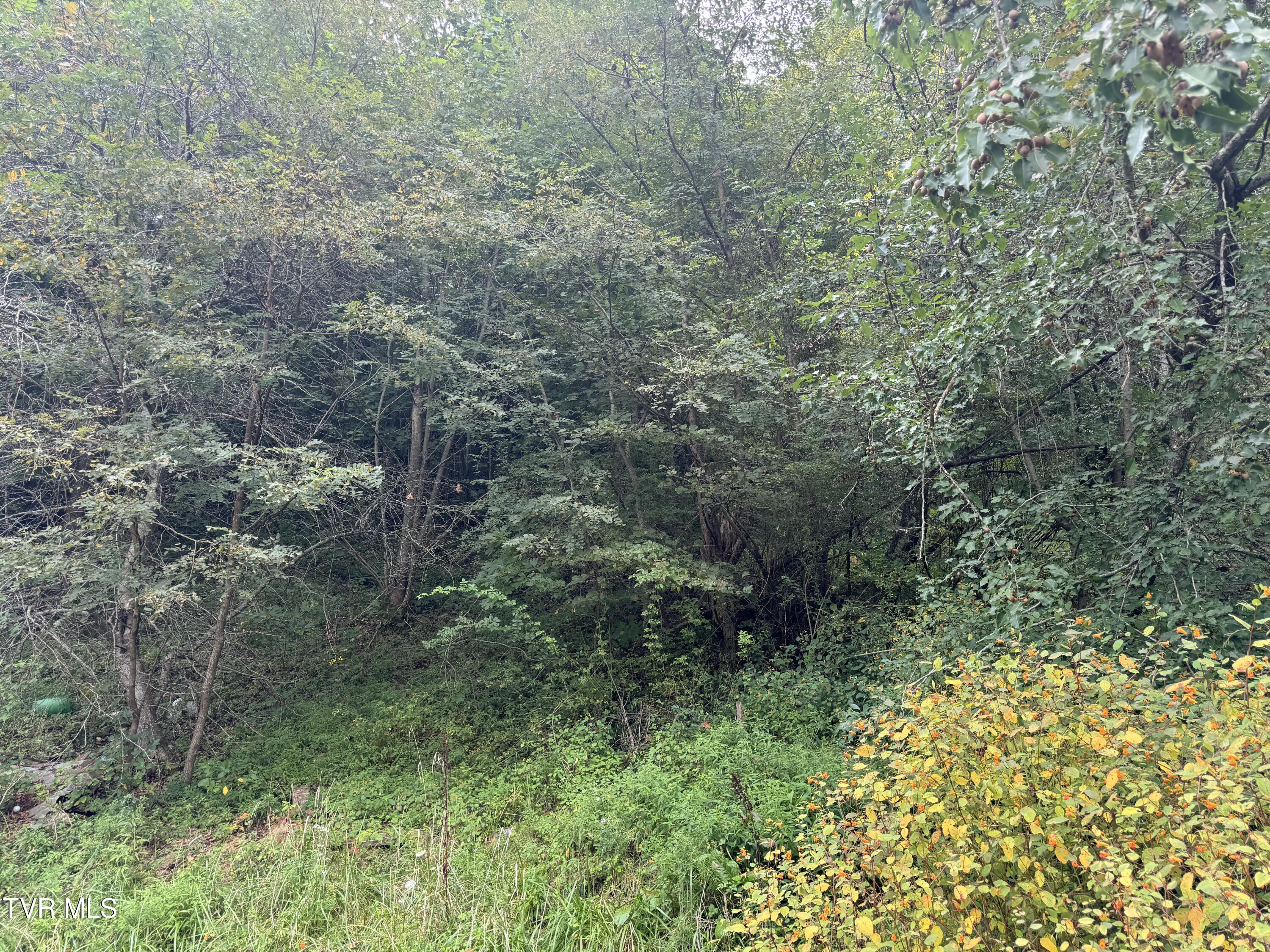 380 Crabtree Road, Roan Mountain, Tennessee image 4