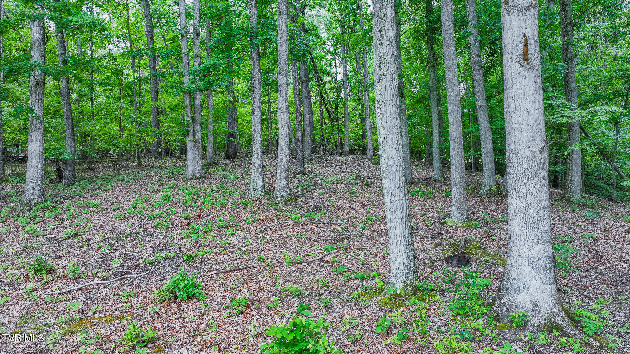 524 Cherokee Drive, Mount Carmel, Tennessee image 42