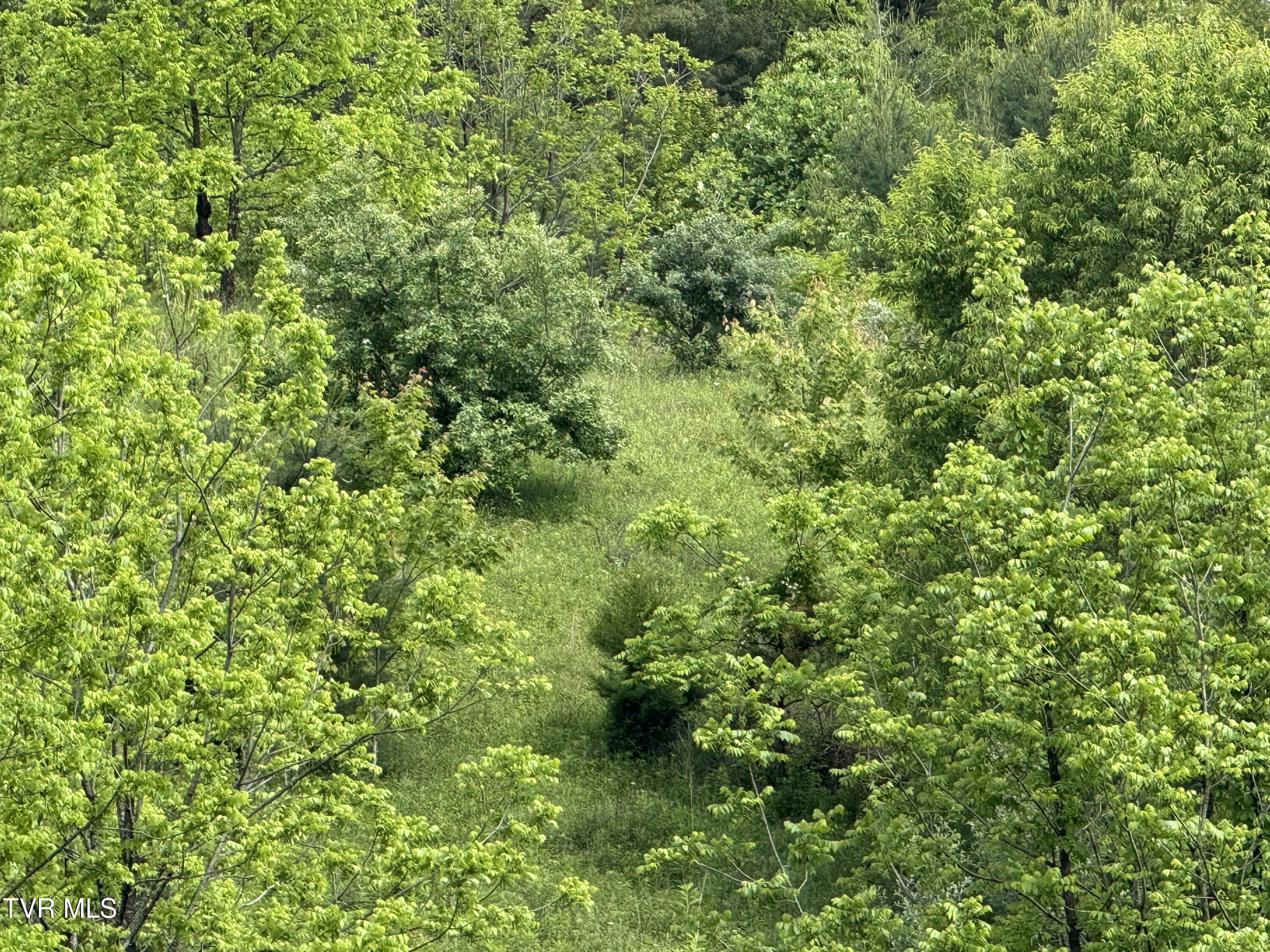 Tbd Johnson Hollow Road, Mountain City, Tennessee image 2