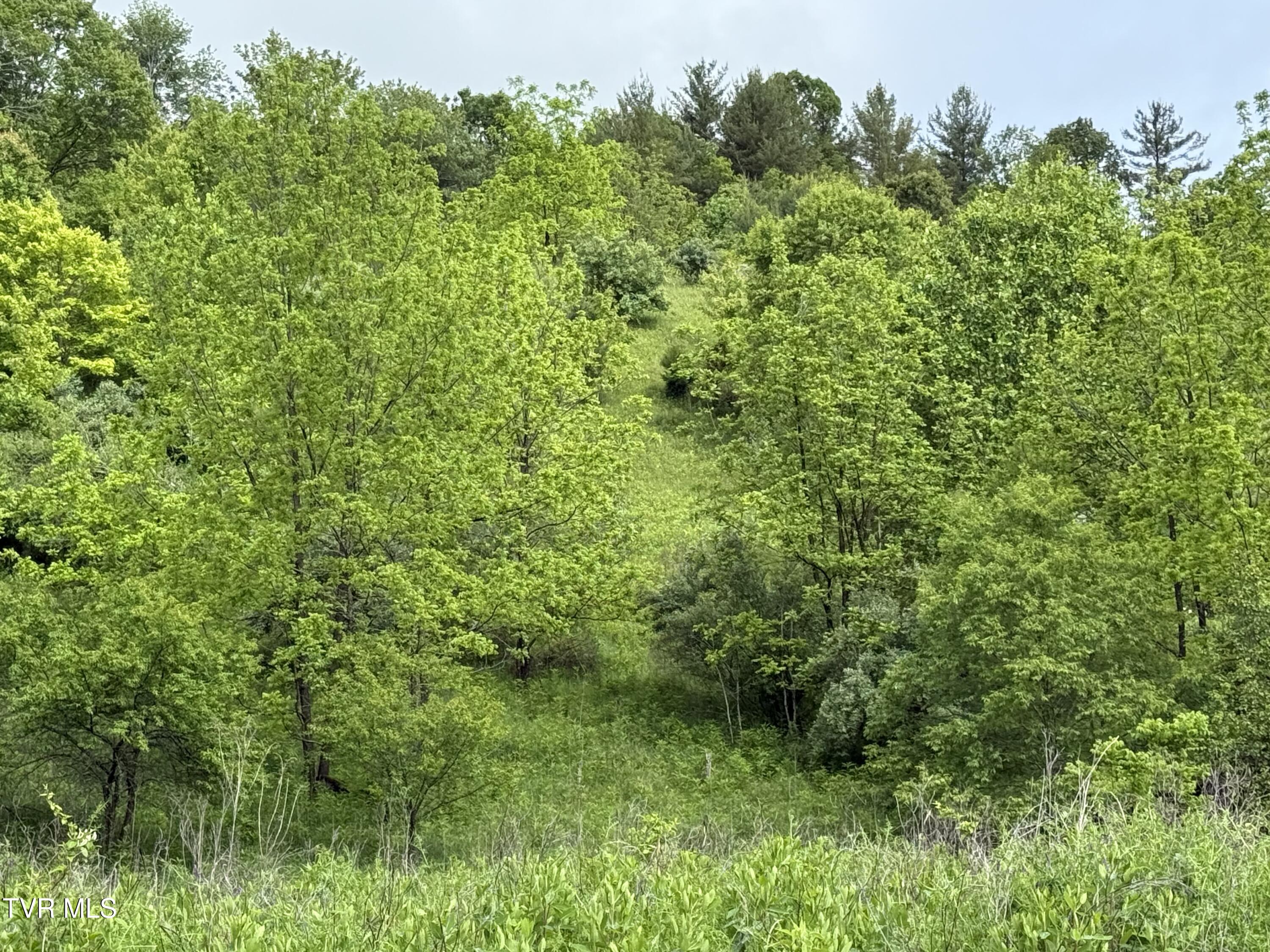 Tbd Johnson Hollow Road, Mountain City, Tennessee image 4