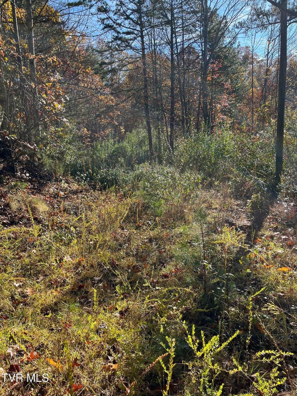 Photo of Tbd Big Ridge Road, Haysi, VA 24256 (MLS # 9987824)