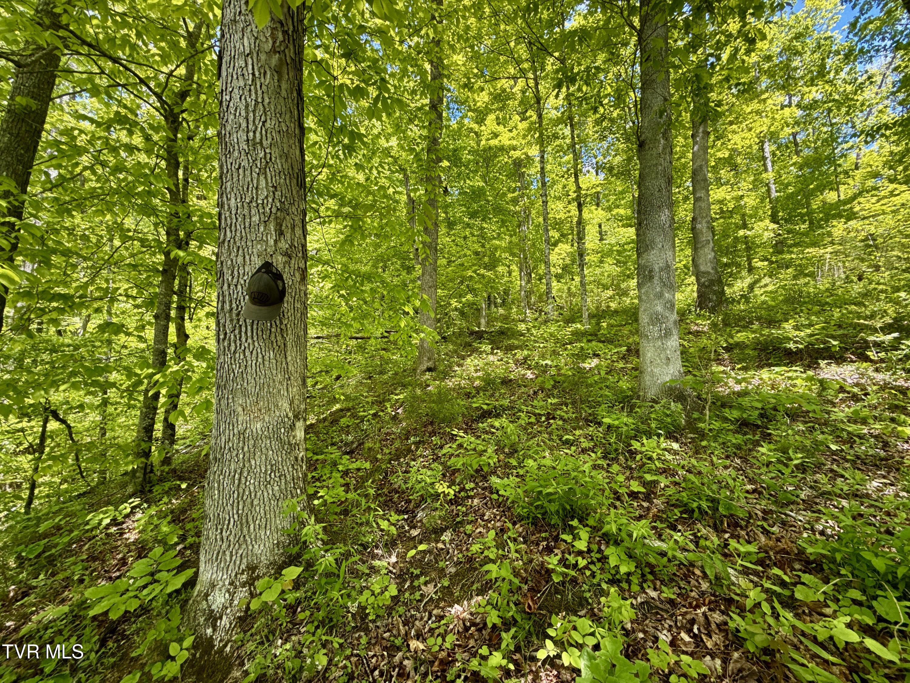 47/Ac Tbd Enoch Rd, Eidson, Tennessee image 14