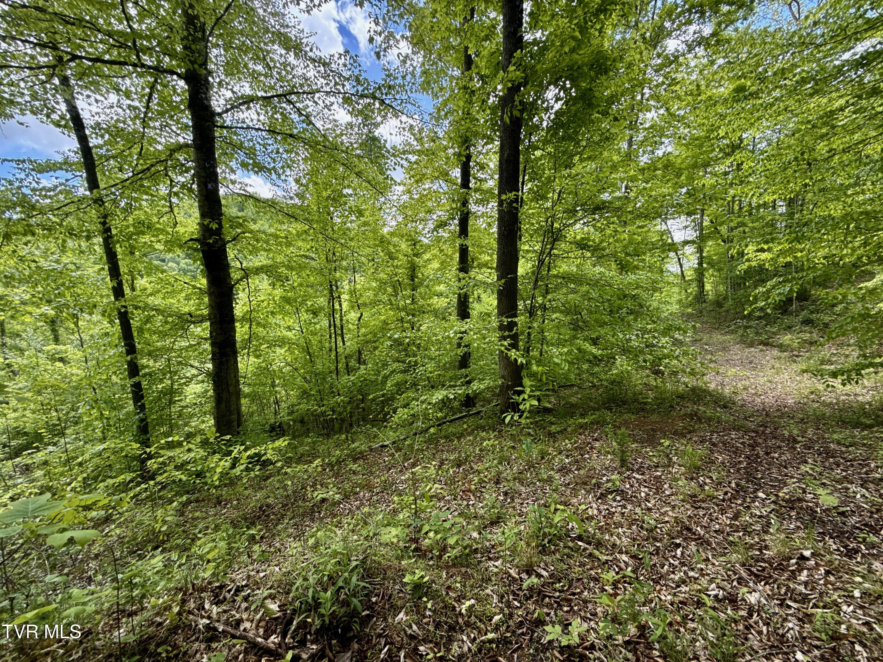 47/Ac Tbd Enoch Rd, Eidson, Tennessee image 17