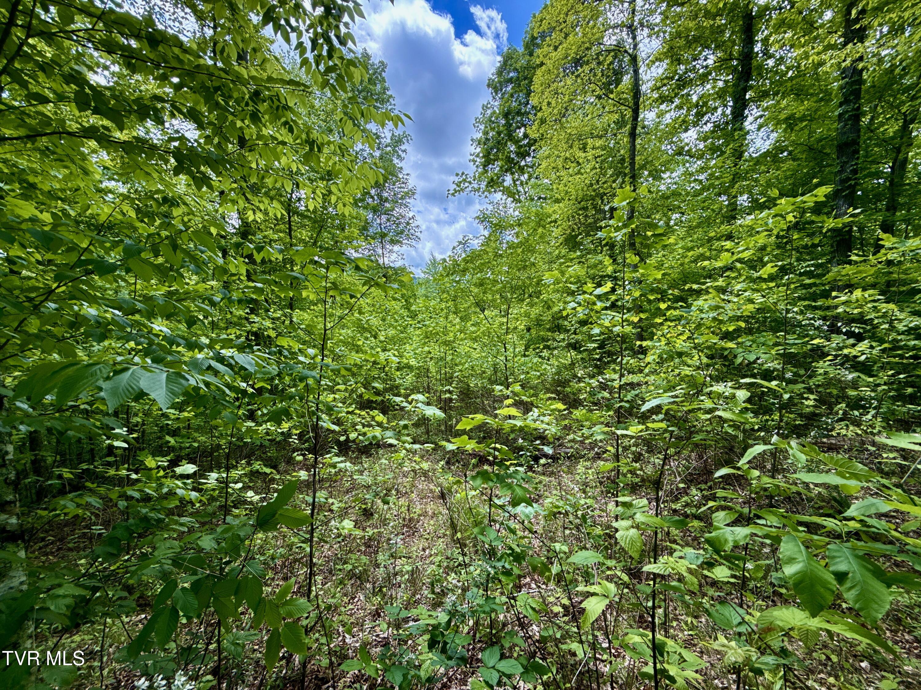 47/Ac Tbd Enoch Rd, Eidson, Tennessee image 21