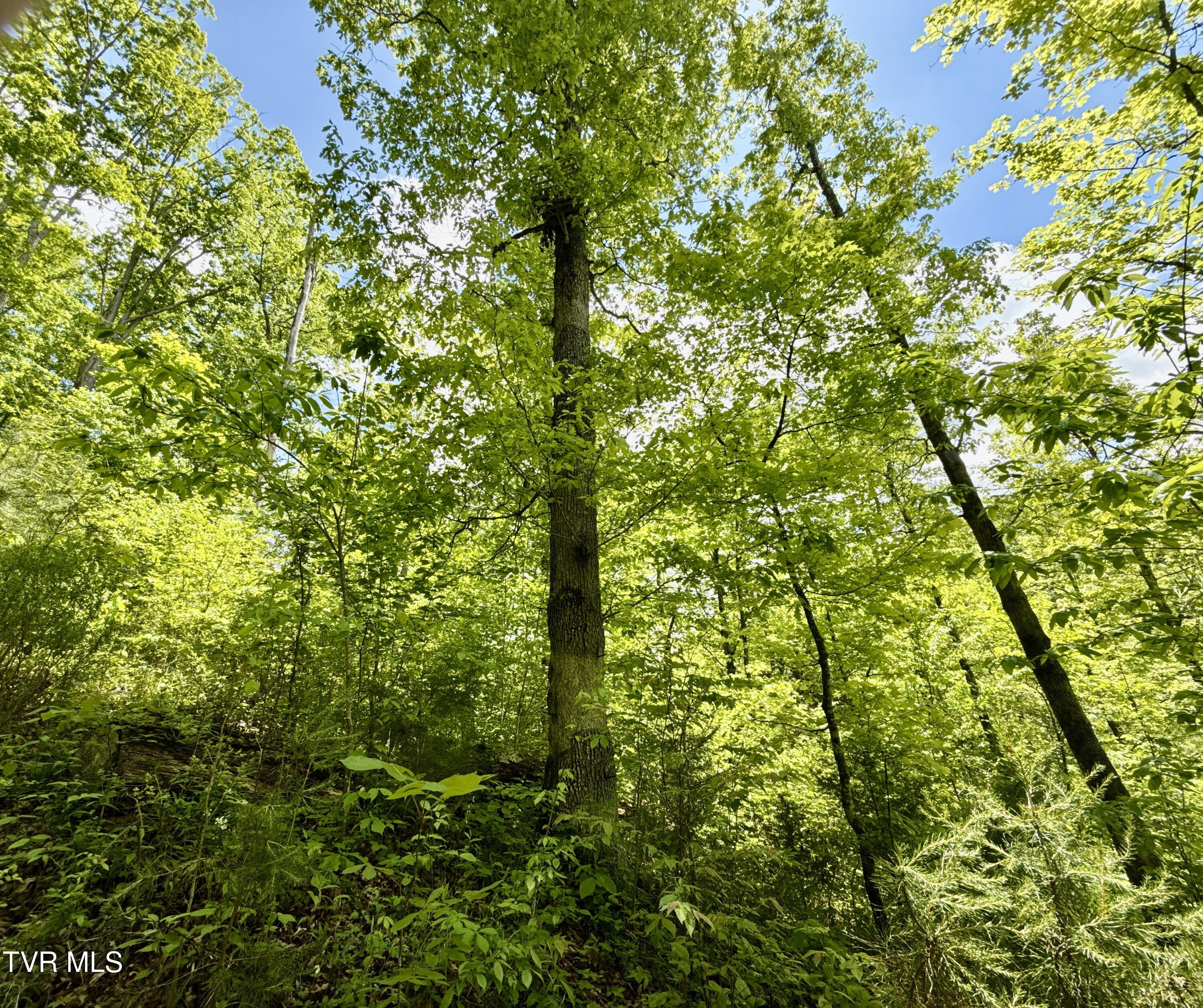 47/Ac Tbd Enoch Rd, Eidson, Tennessee image 13