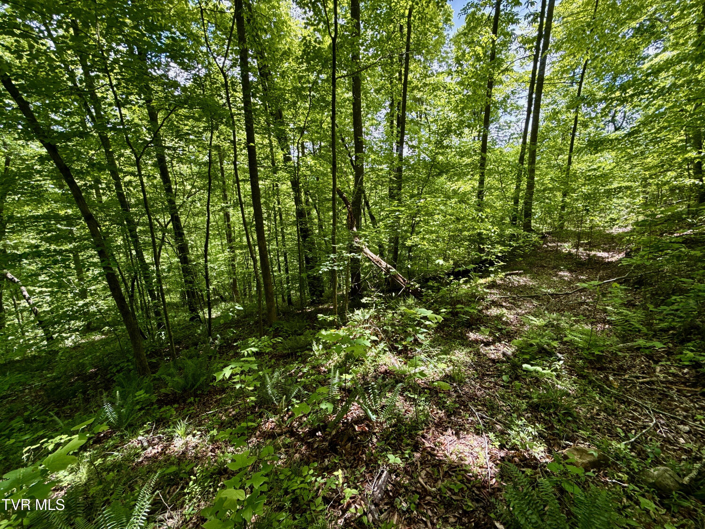 47/Ac Tbd Enoch Rd, Eidson, Tennessee image 22