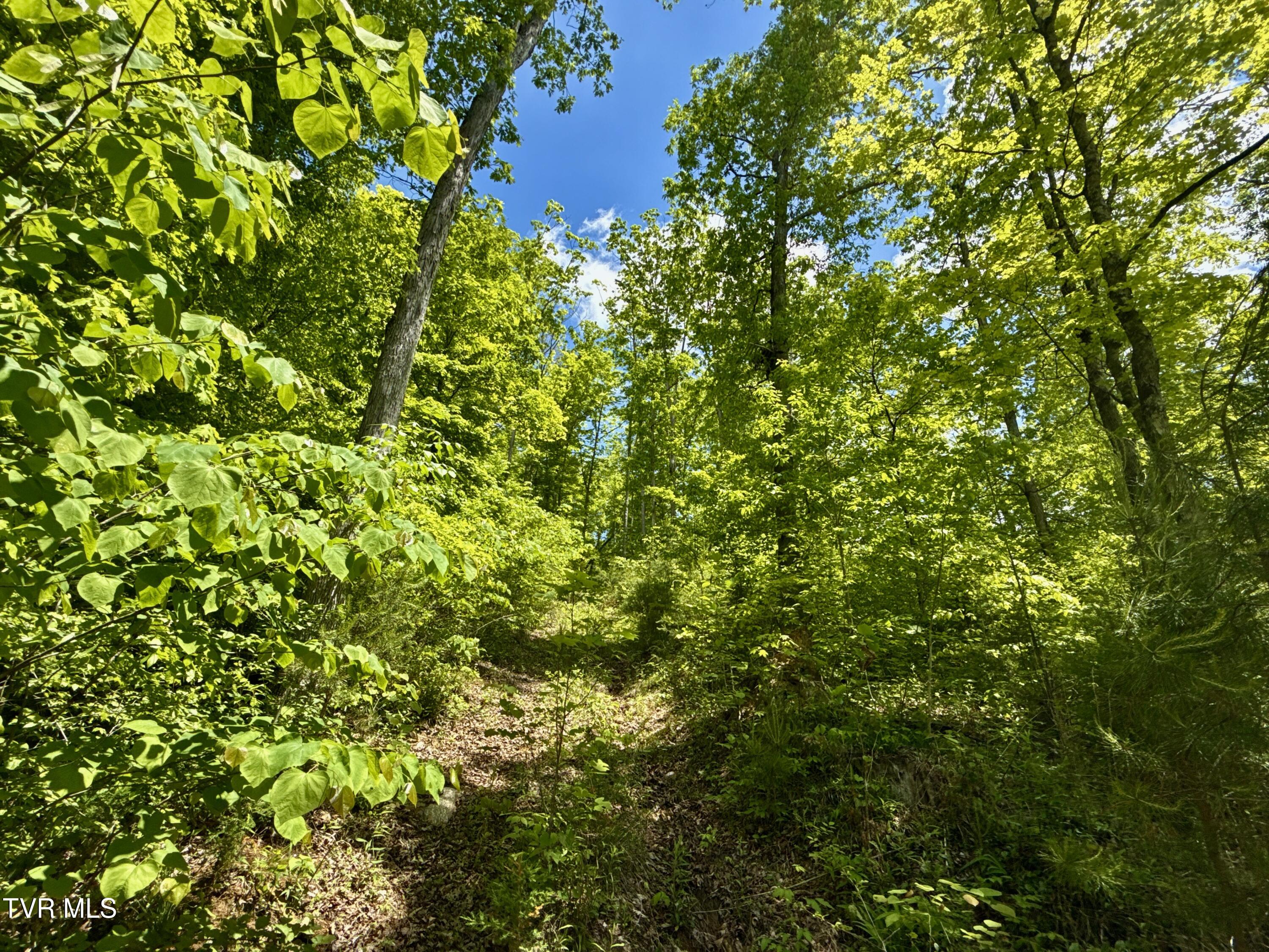 47/Ac Tbd Enoch Rd, Eidson, Tennessee image 15