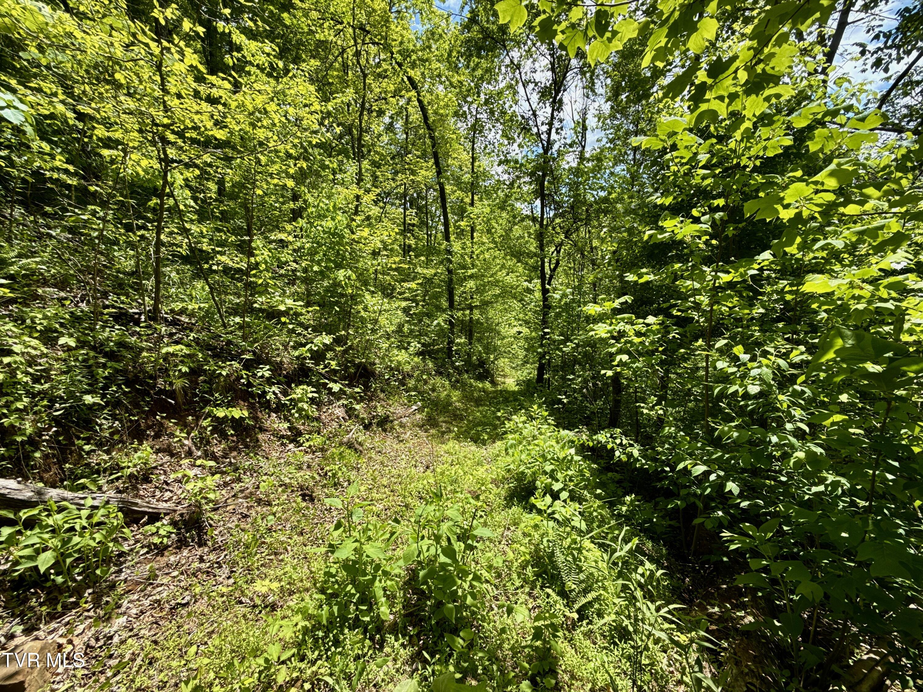 47/Ac Tbd Enoch Rd, Eidson, Tennessee image 20