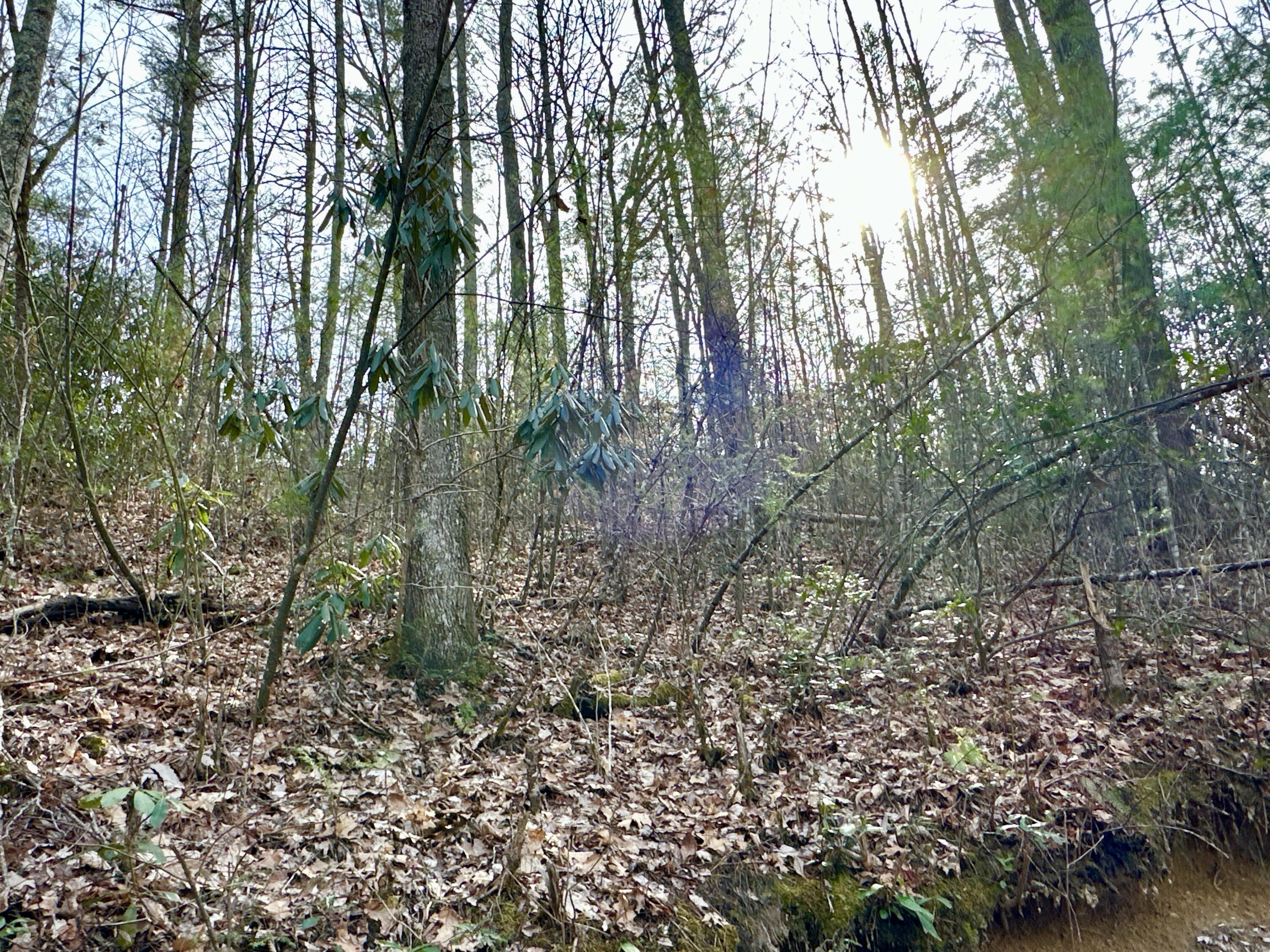 Lot 36 Clydesdale Way, Del Rio, Tennessee image 6