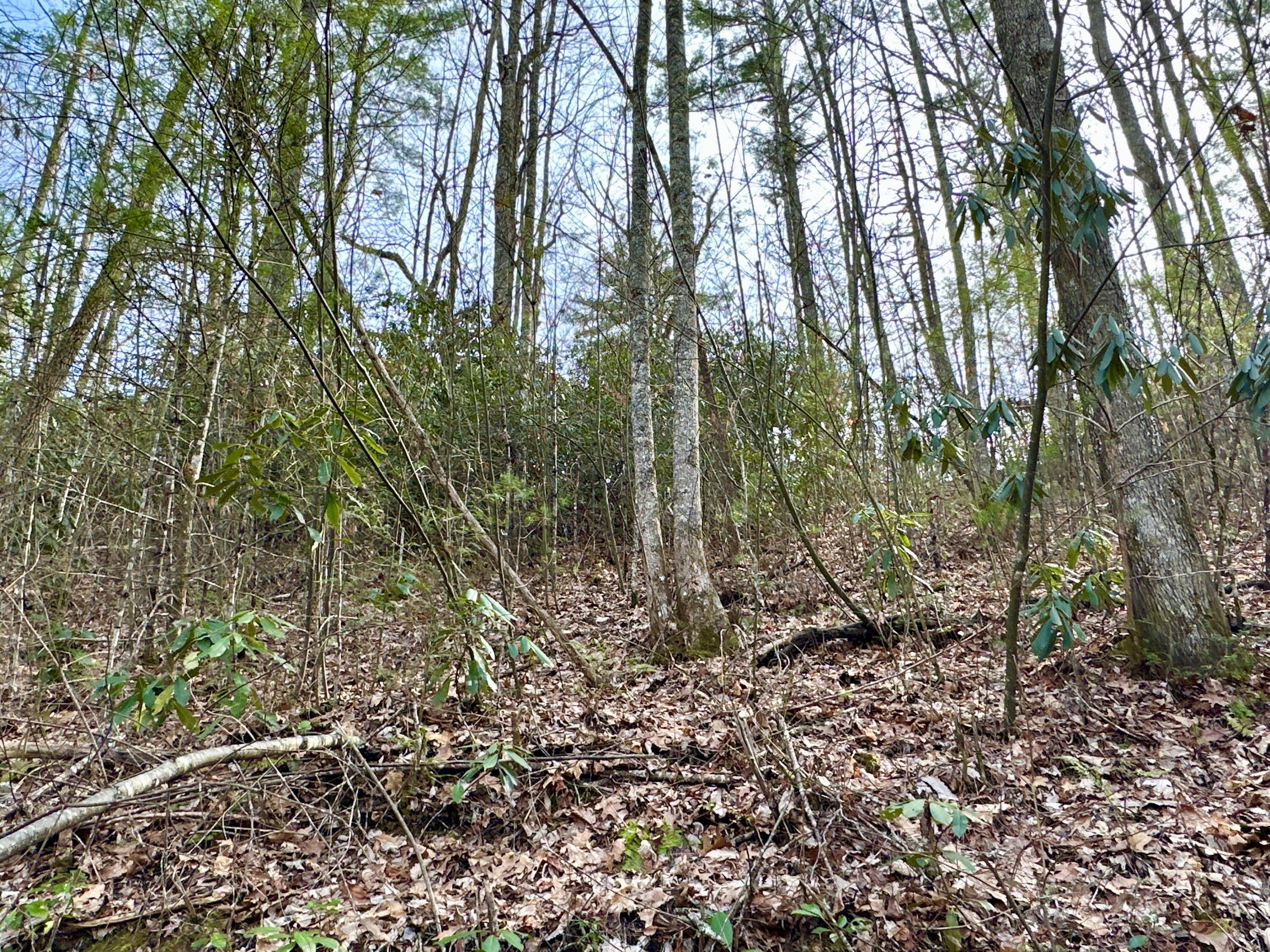 Lot 36 Clydesdale Way, Del Rio, Tennessee image 7