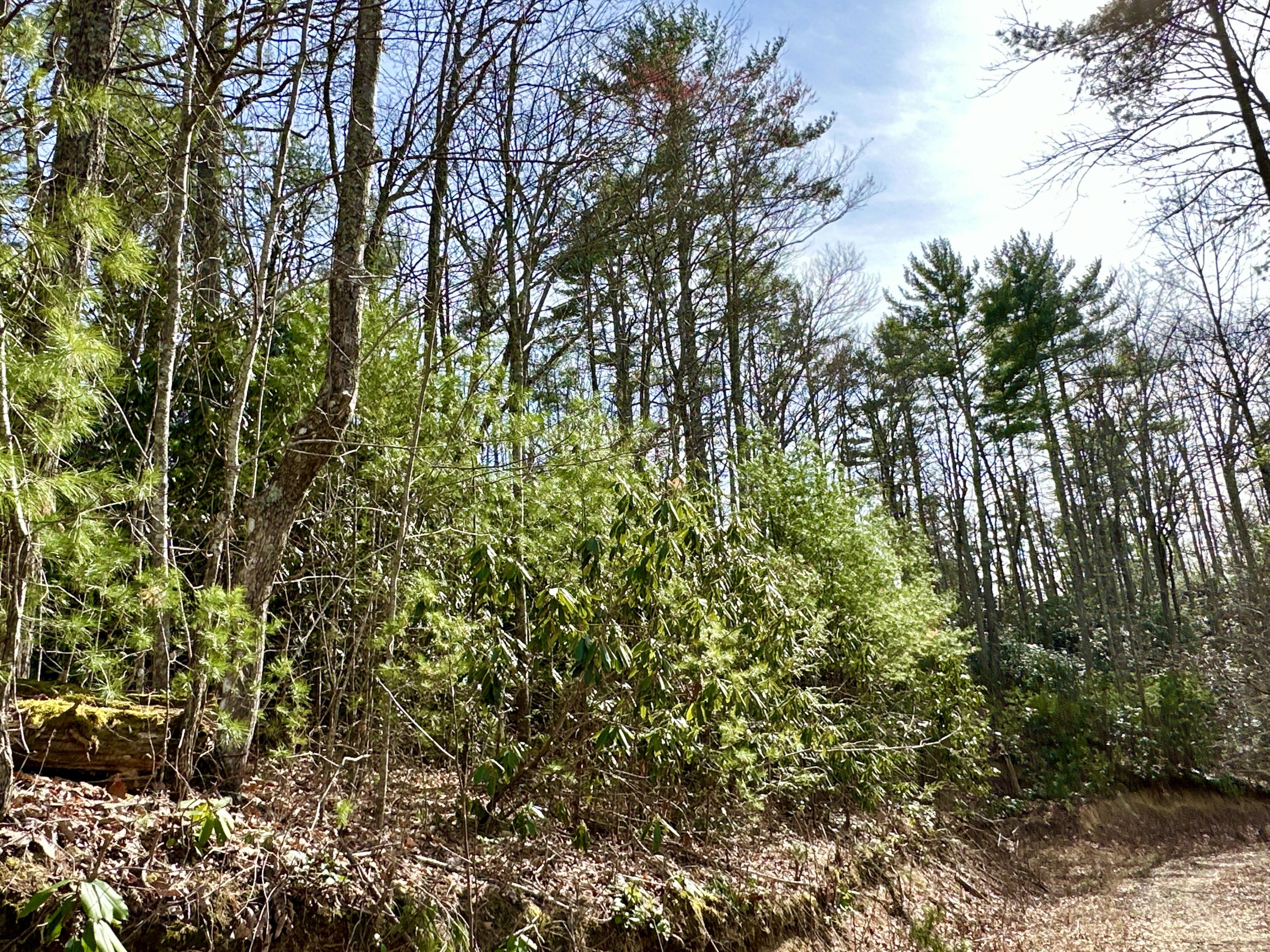 Lot 36 Clydesdale Way, Del Rio, Tennessee image 5