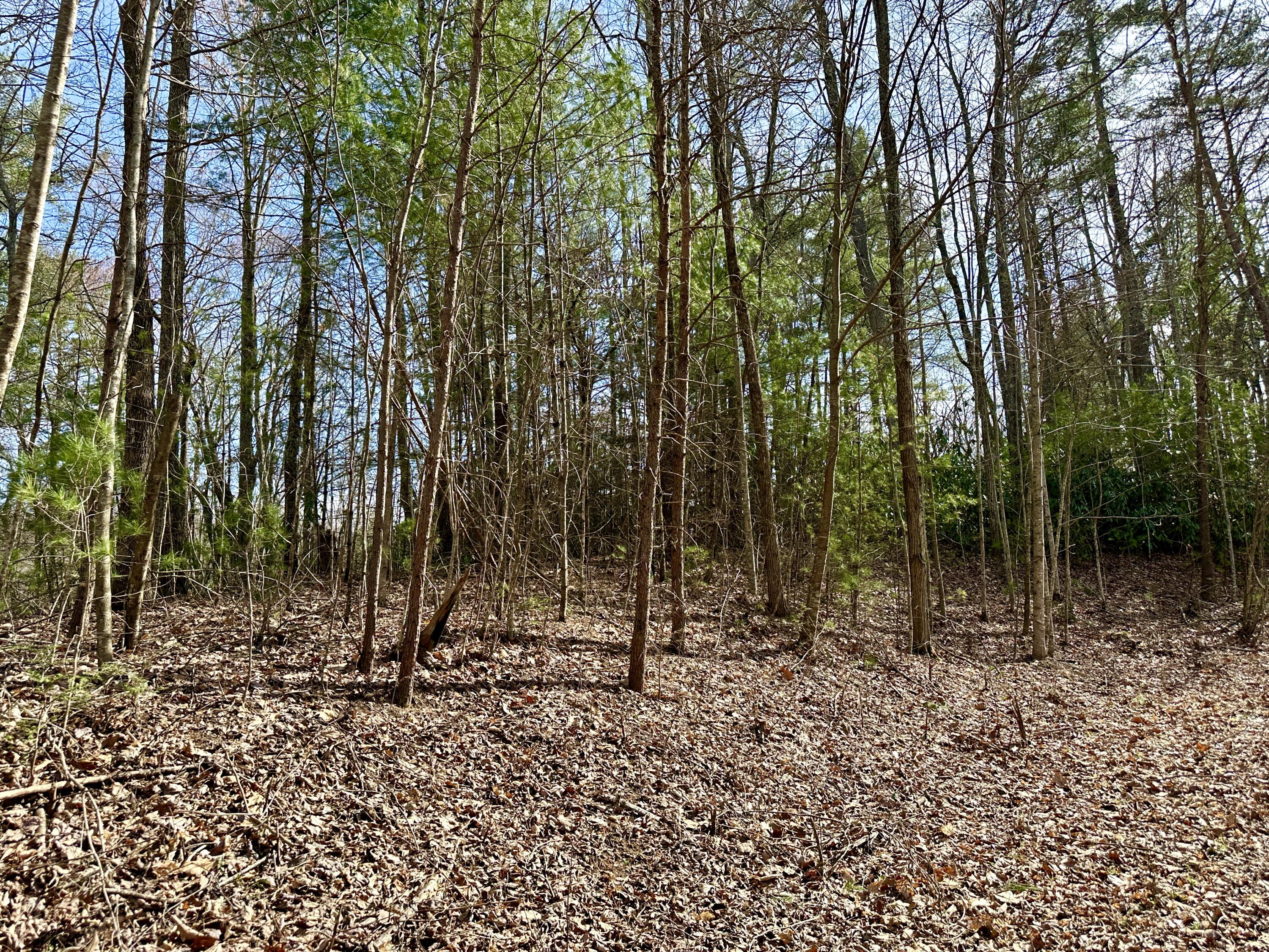 Lot 36 Clydesdale Way, Del Rio, Tennessee image 2
