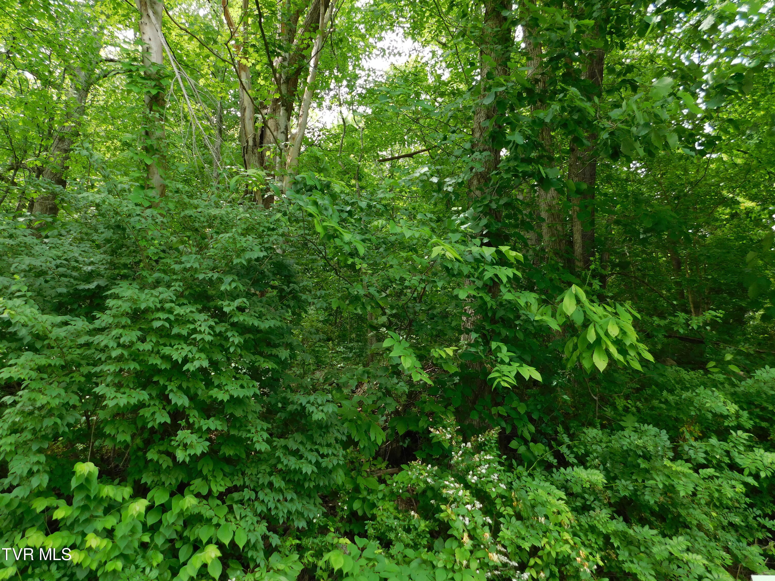 00 Shelby Avenue, Big Stone Gap, Virginia image 3