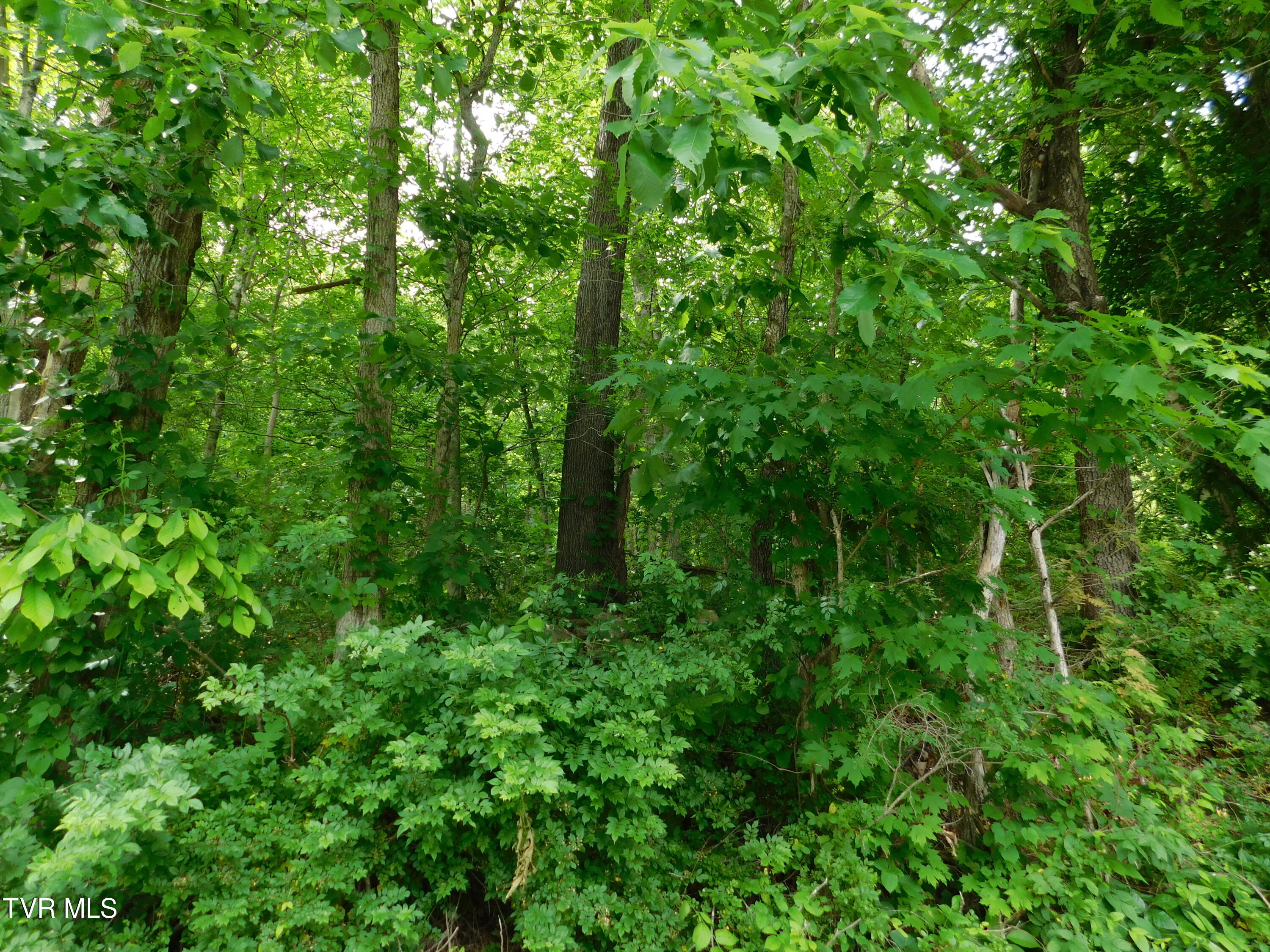00 Shelby Avenue, Big Stone Gap, Virginia image 4