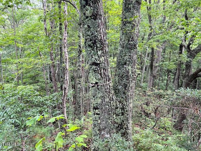 337 Heaton Creek Road, Roan Mountain, Tennessee image 17