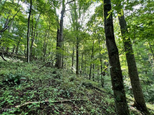 337 Heaton Creek Road, Roan Mountain, Tennessee image 13