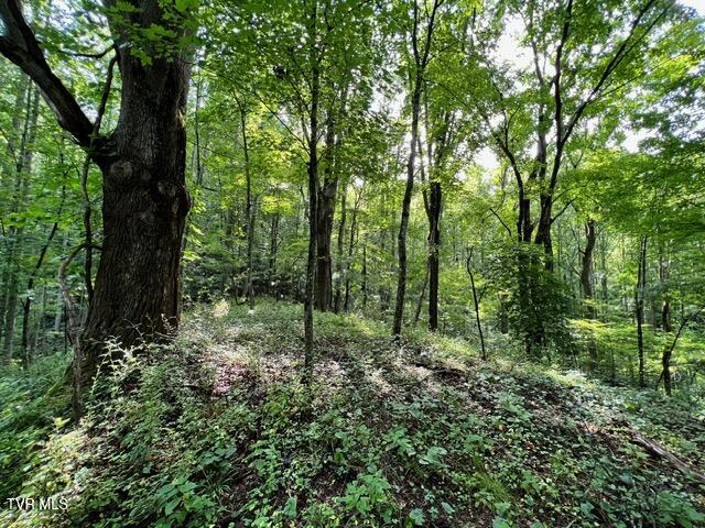 337 Heaton Creek Road, Roan Mountain, Tennessee image 6