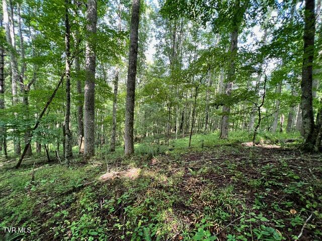 337 Heaton Creek Road, Roan Mountain, Tennessee image 10