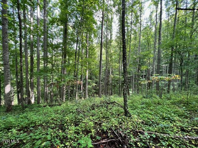 337 Heaton Creek Road, Roan Mountain, Tennessee image 8