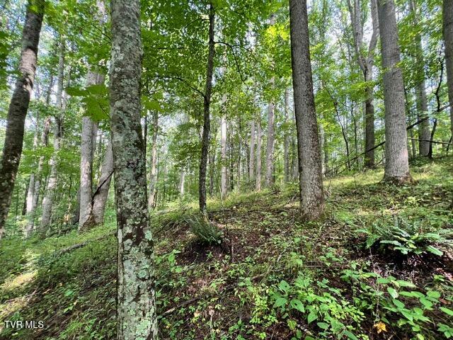 337 Heaton Creek Road, Roan Mountain, Tennessee image 11