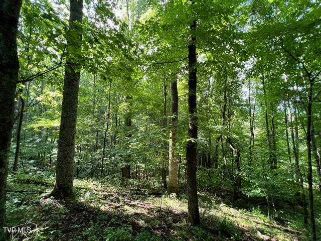 337 Heaton Creek Road, Roan Mountain, Tennessee image 3