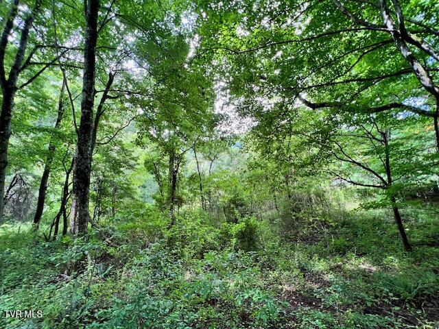 337 Heaton Creek Road, Roan Mountain, Tennessee image 28