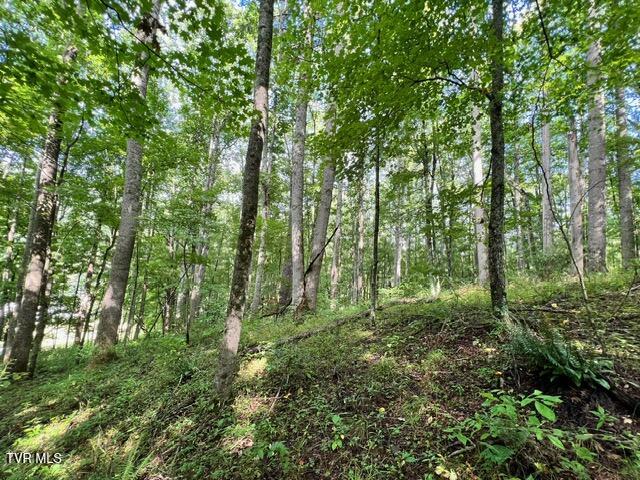 337 Heaton Creek Road, Roan Mountain, Tennessee image 4