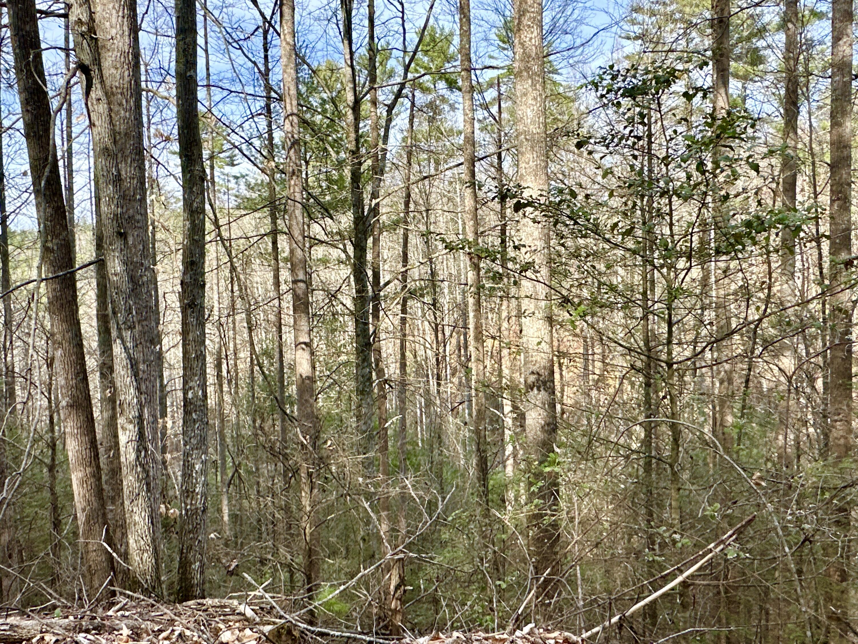 Lot 11 Smoke Rise Way, Del Rio, Tennessee image 4