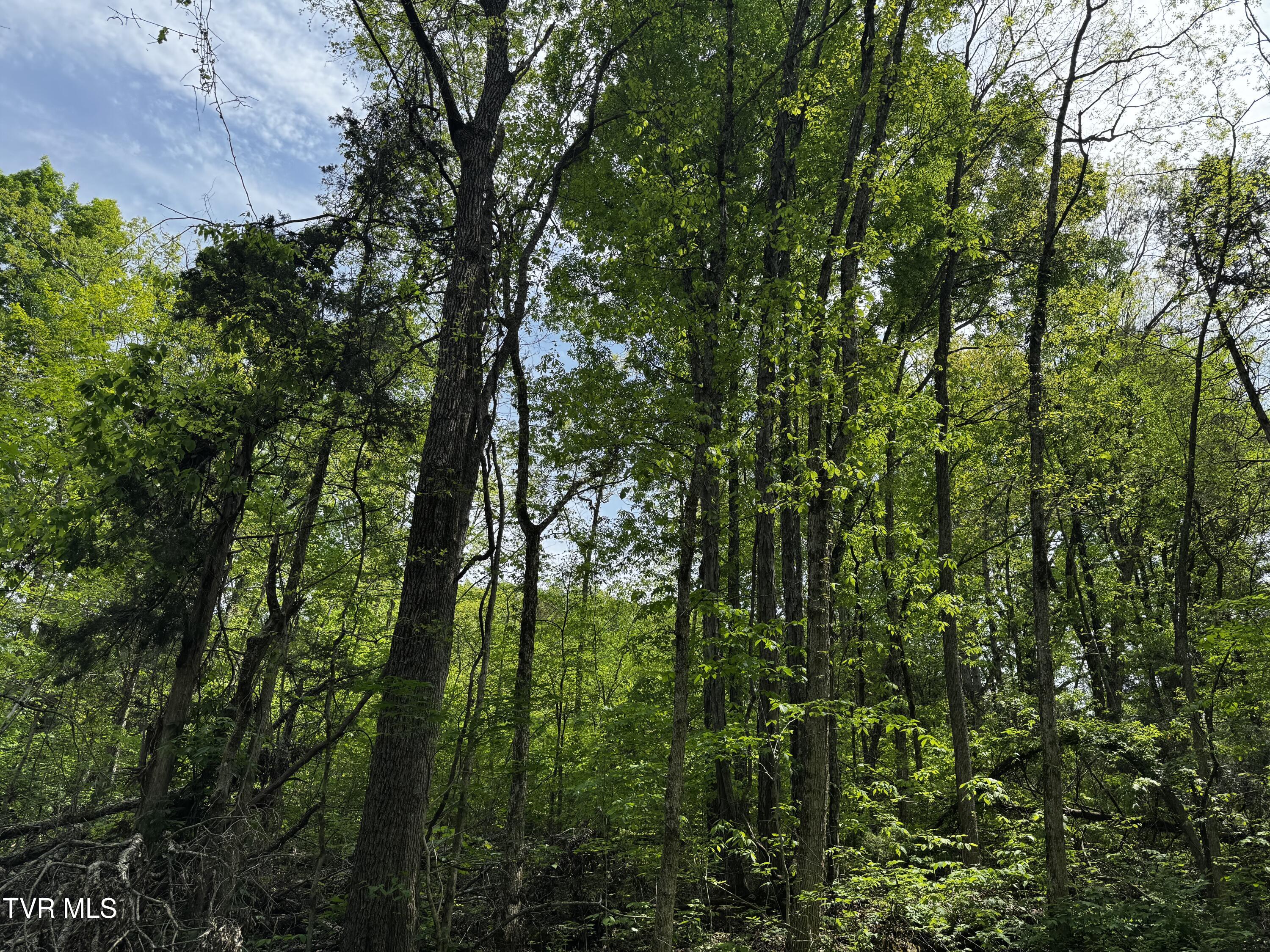 5.23 Ac Dogwalk Road, Greeneville, Tennessee image 7
