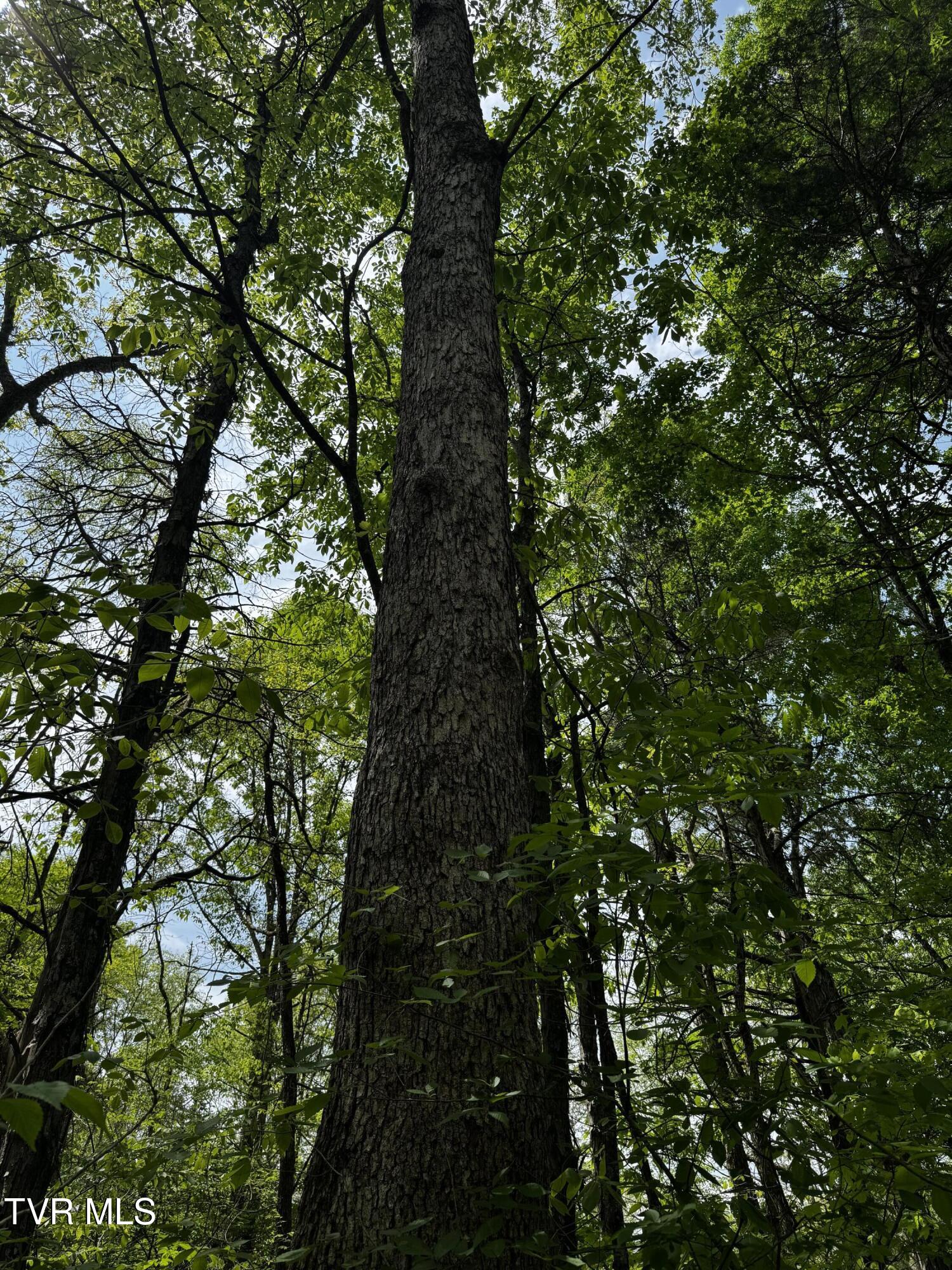 5.23 Ac Dogwalk Road, Greeneville, Tennessee image 10