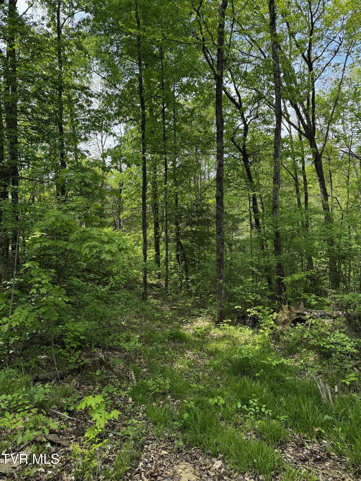 5.23 Ac Dogwalk Road, Greeneville, Tennessee image 6