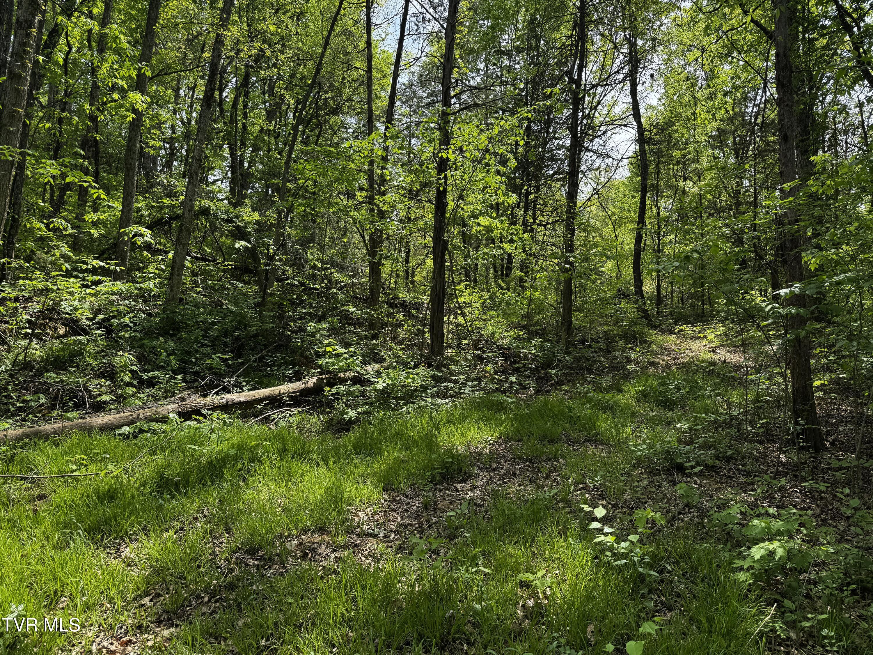 5.23 Ac Dogwalk Road, Greeneville, Tennessee image 11