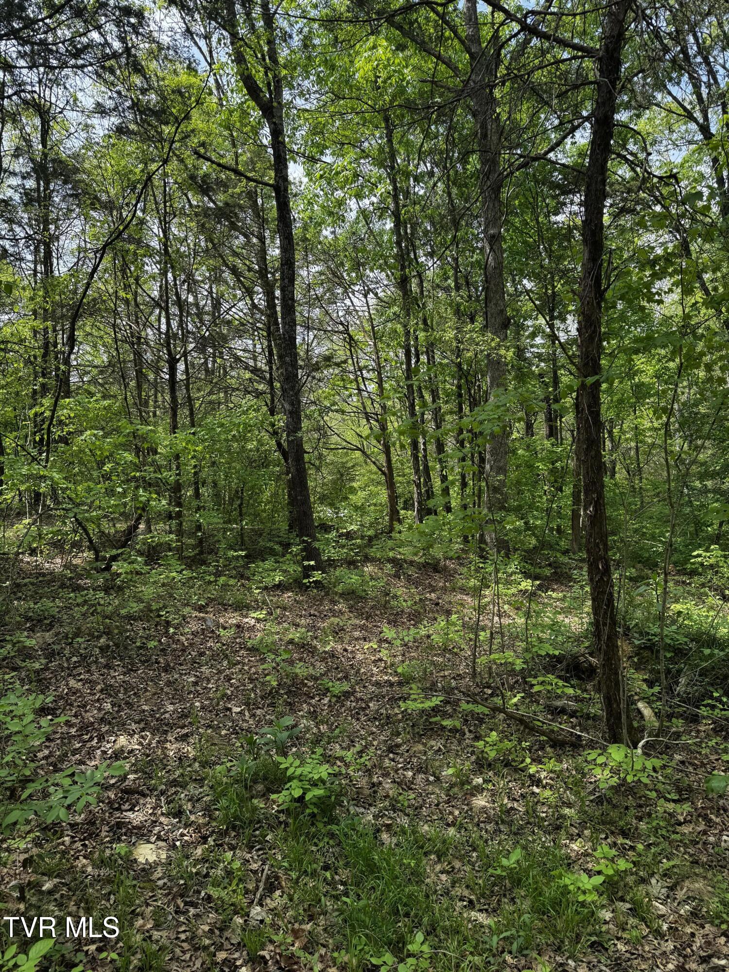 5.23 Ac Dogwalk Road, Greeneville, Tennessee image 9