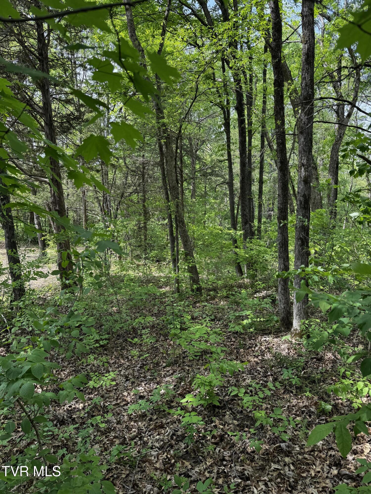 5.23 Ac Dogwalk Road, Greeneville, Tennessee image 17