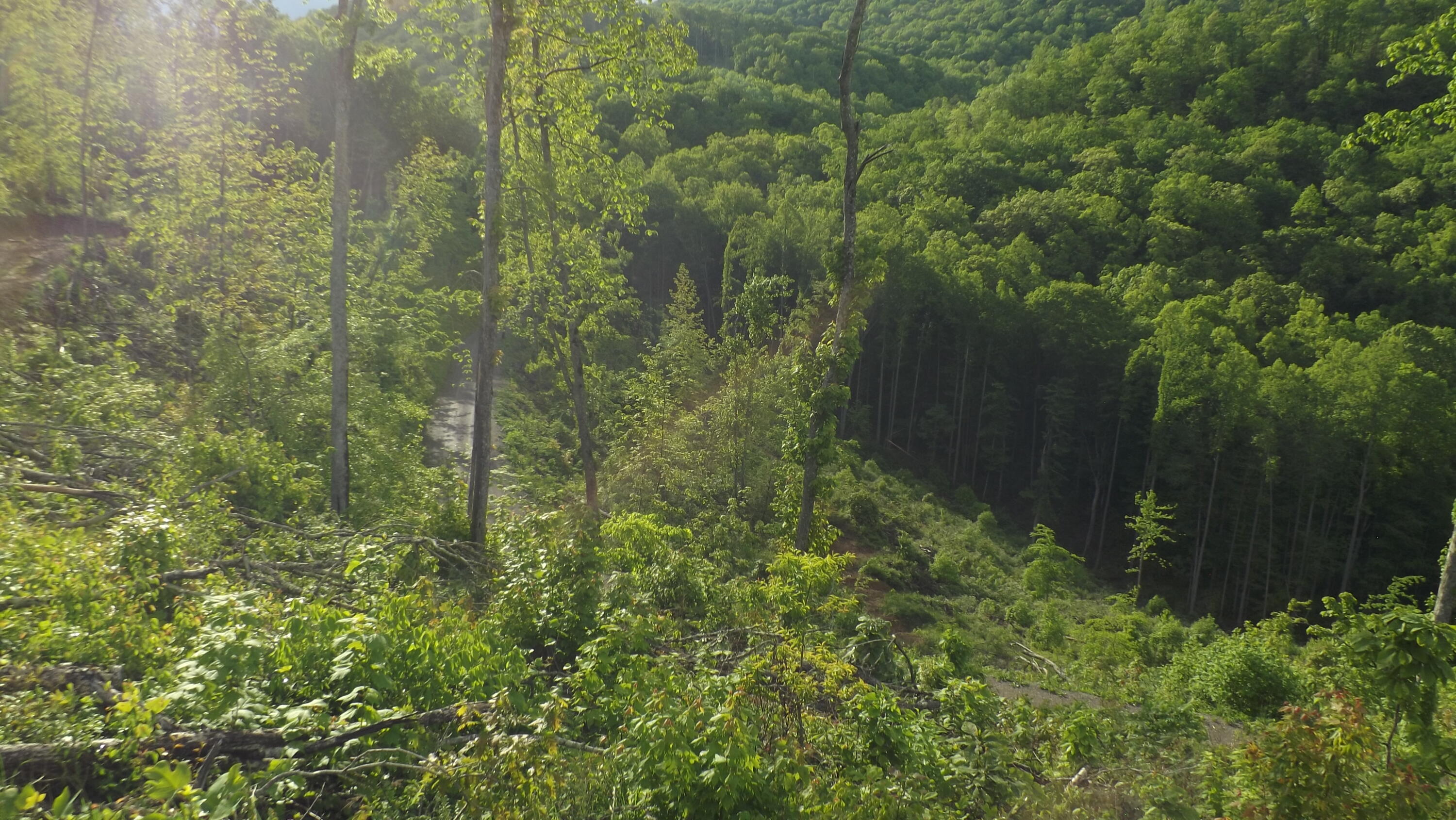 Osborne Ridge Road, Dungannon, Virginia image 17