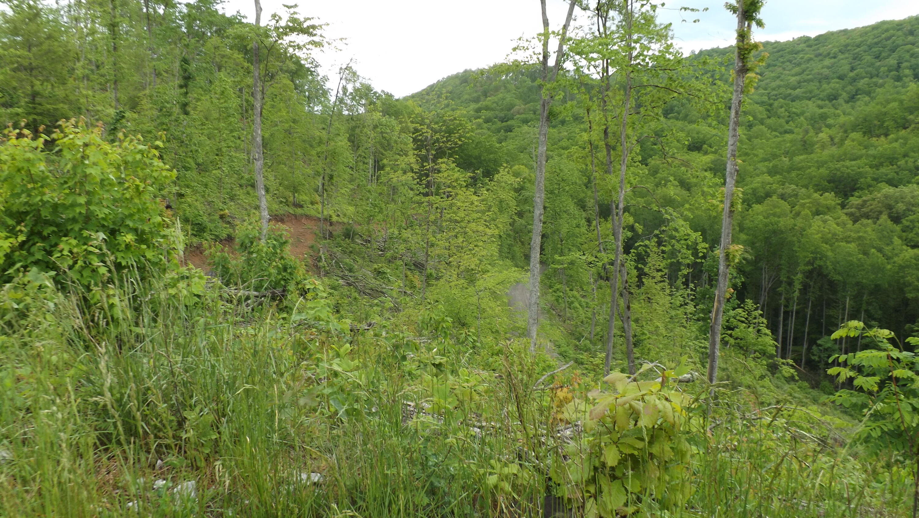 Osborne Ridge Road, Dungannon, Virginia image 3