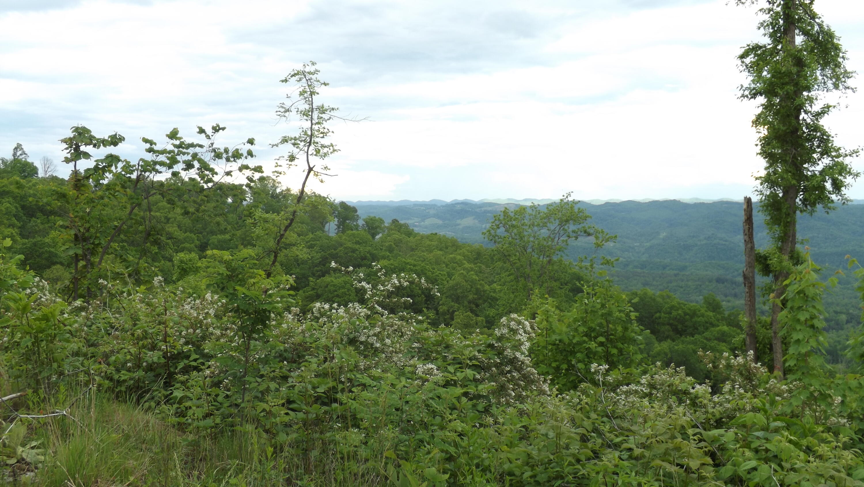 Osborne Ridge Road, Dungannon, Virginia image 14