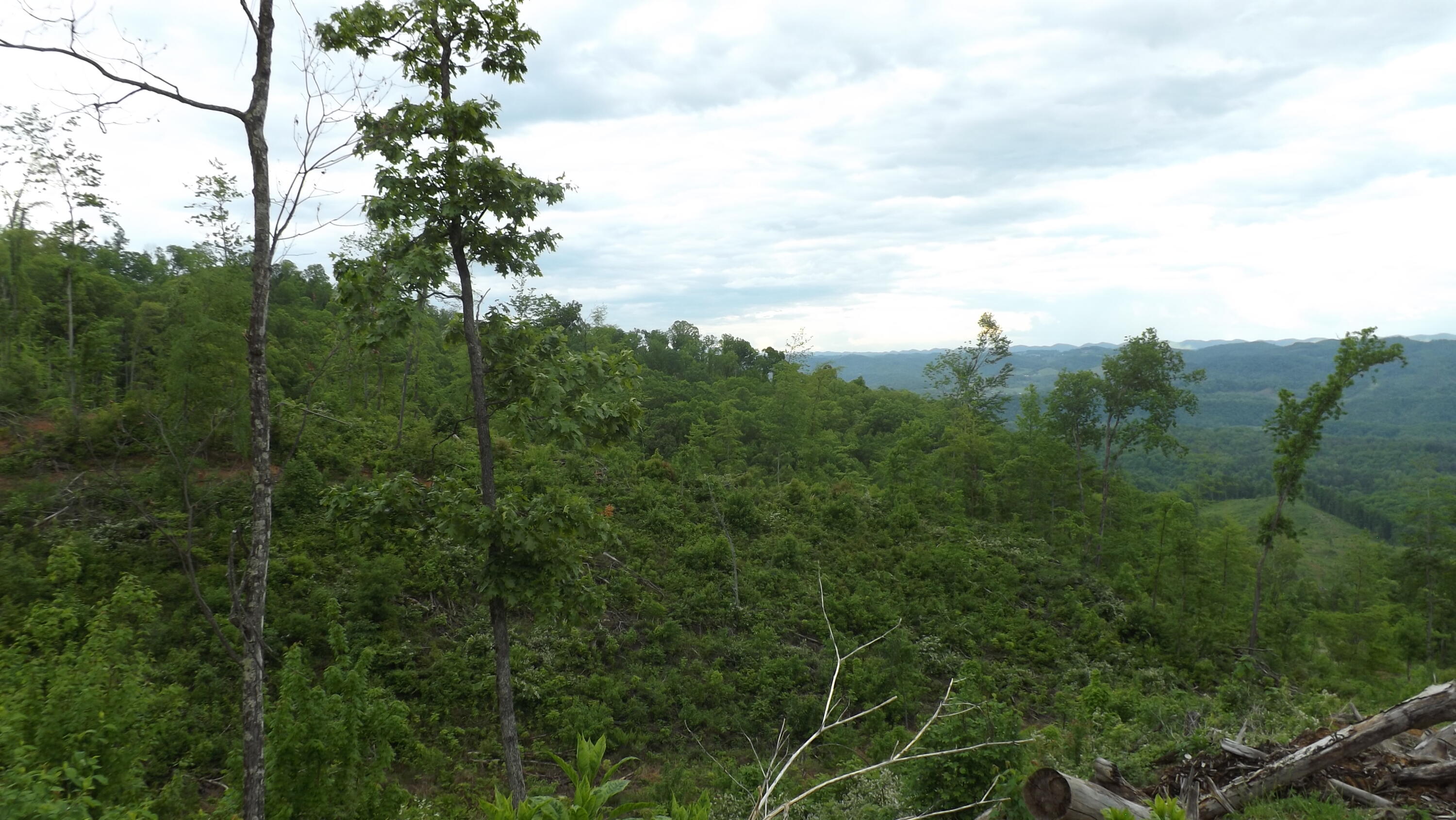 Osborne Ridge Road, Dungannon, Virginia image 11