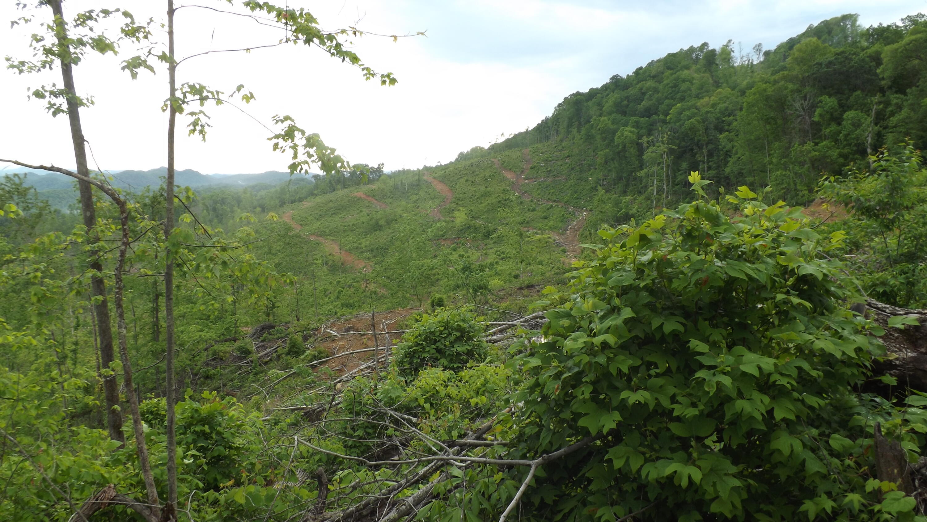 Osborne Ridge Road, Dungannon, Virginia image 23