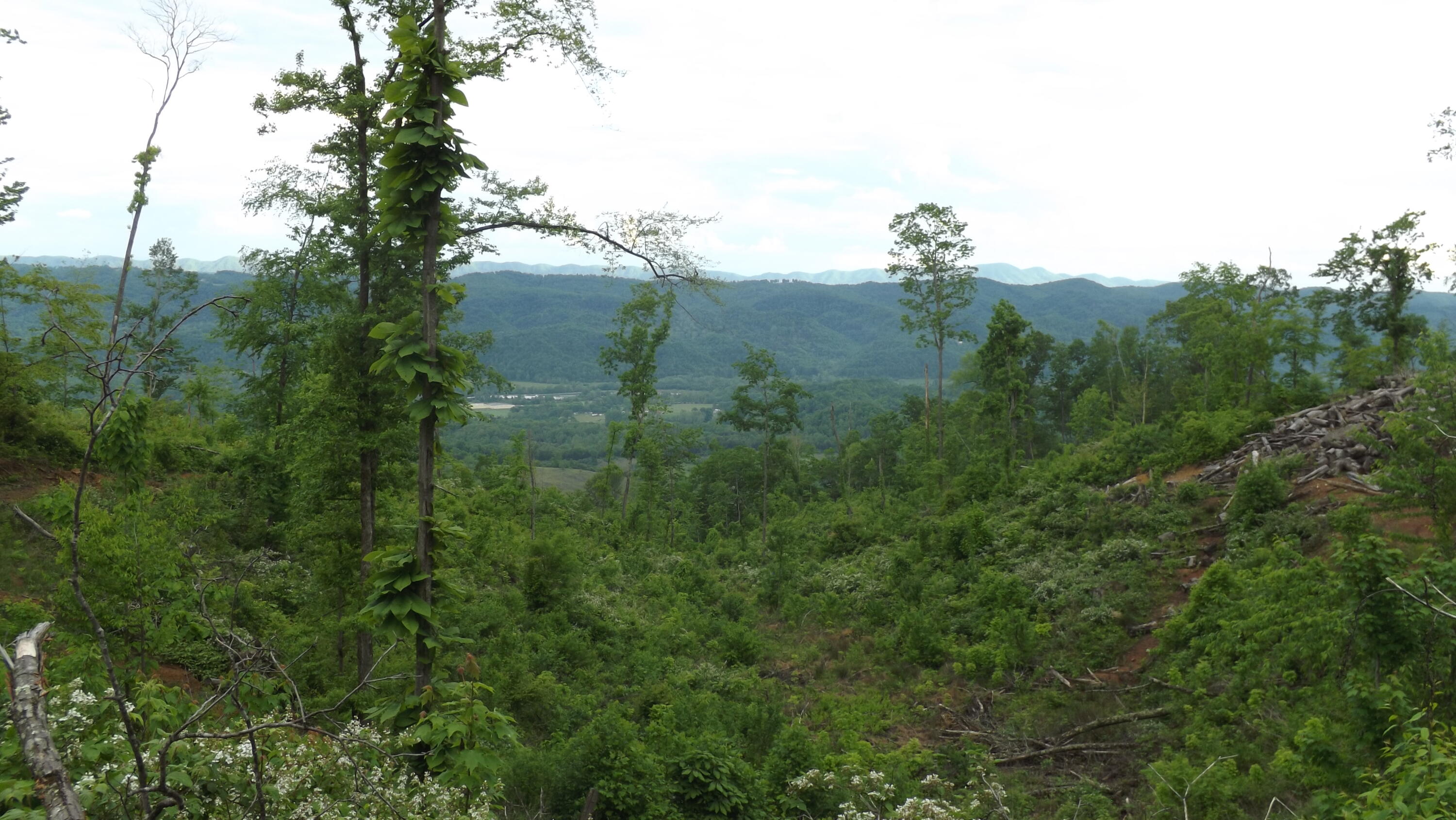 Osborne Ridge Road, Dungannon, Virginia image 13