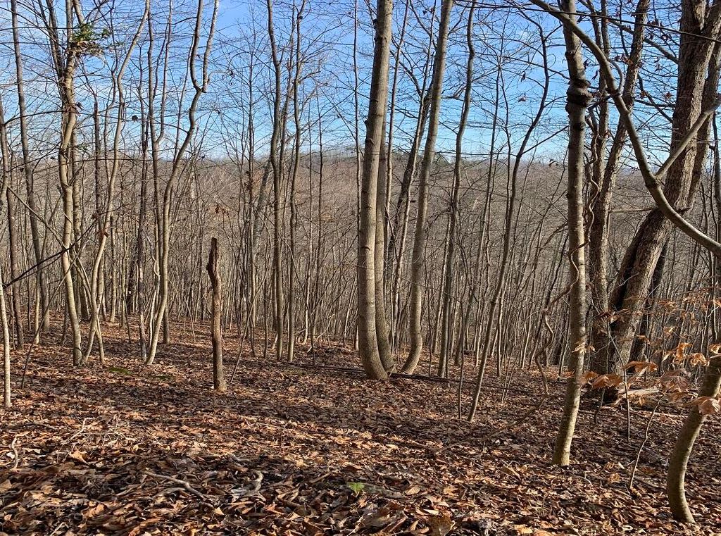 Photo of 161 Whistle Valley Road, New Tazewell, TN 37825 (MLS # 9980026)