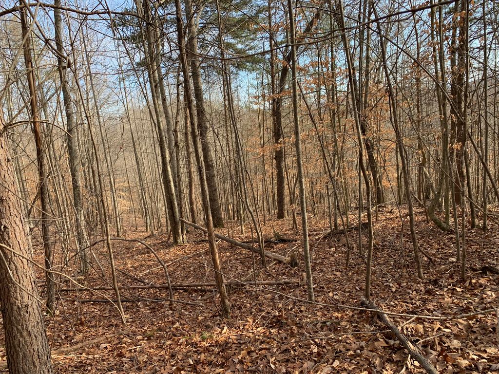 Photo of 161 Whistle Valley Road, New Tazewell, TN 37825 (MLS # 9980026)